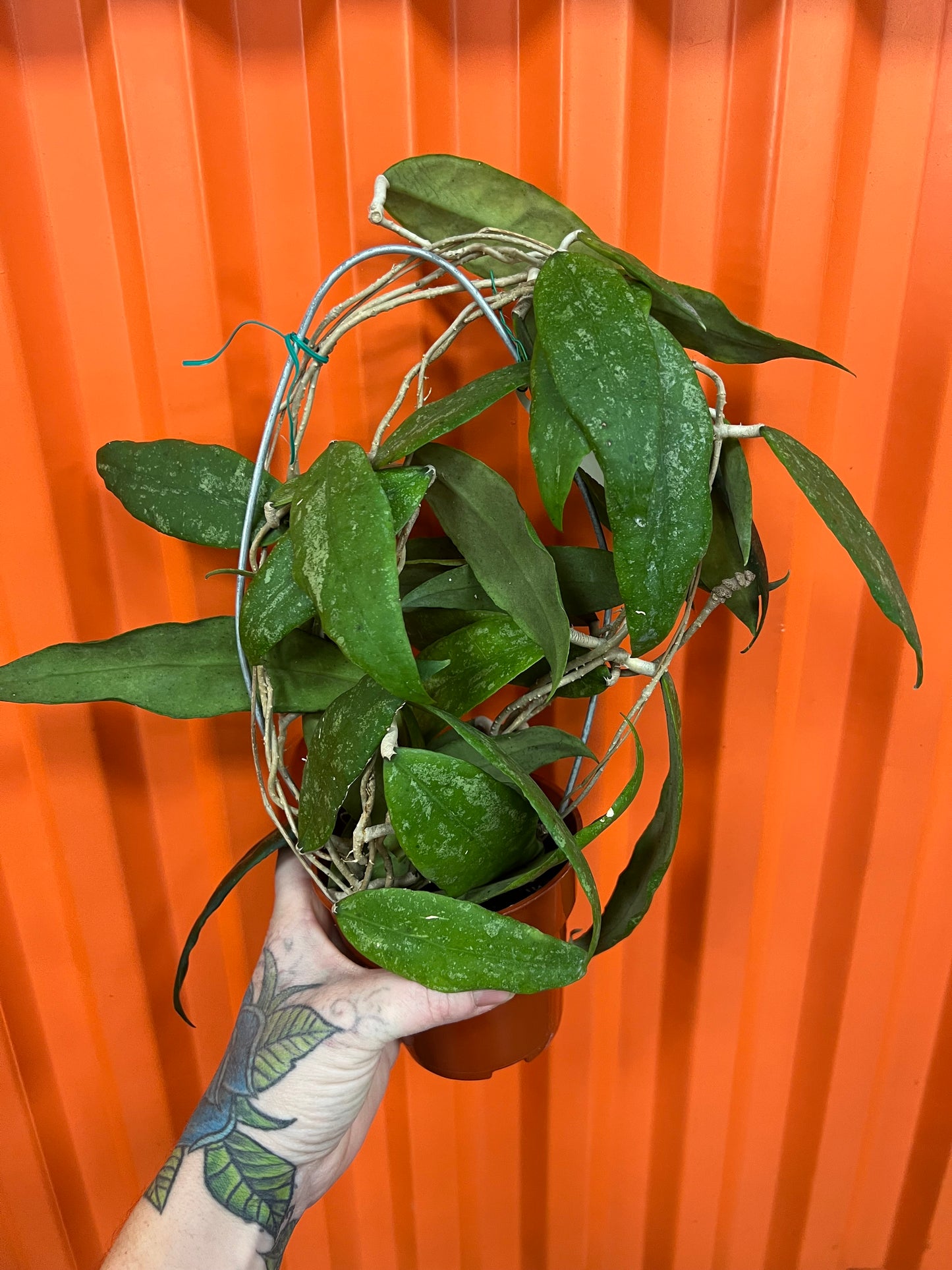 Hoya Finlaysonii Trang