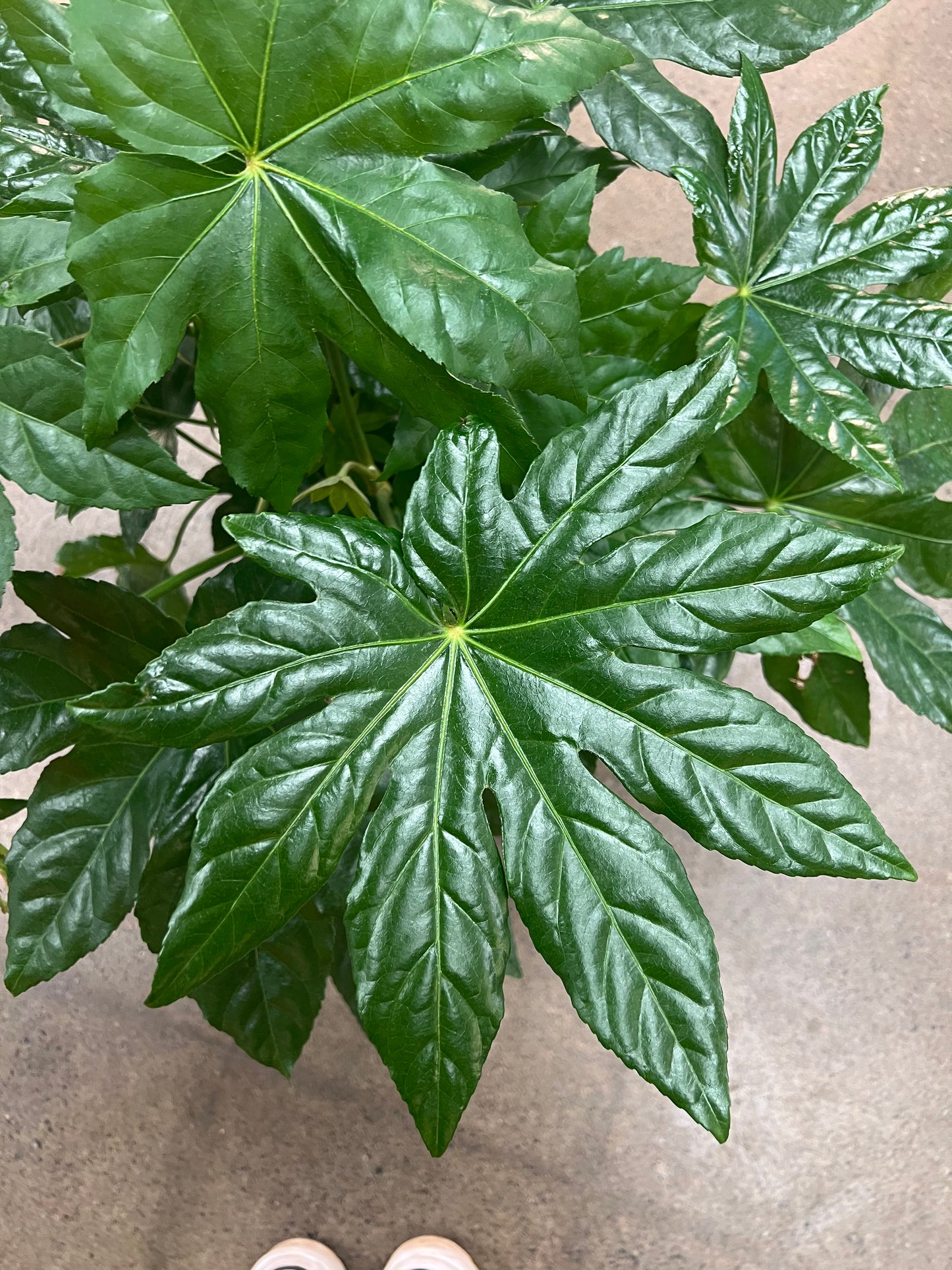 Fatsia Japonica