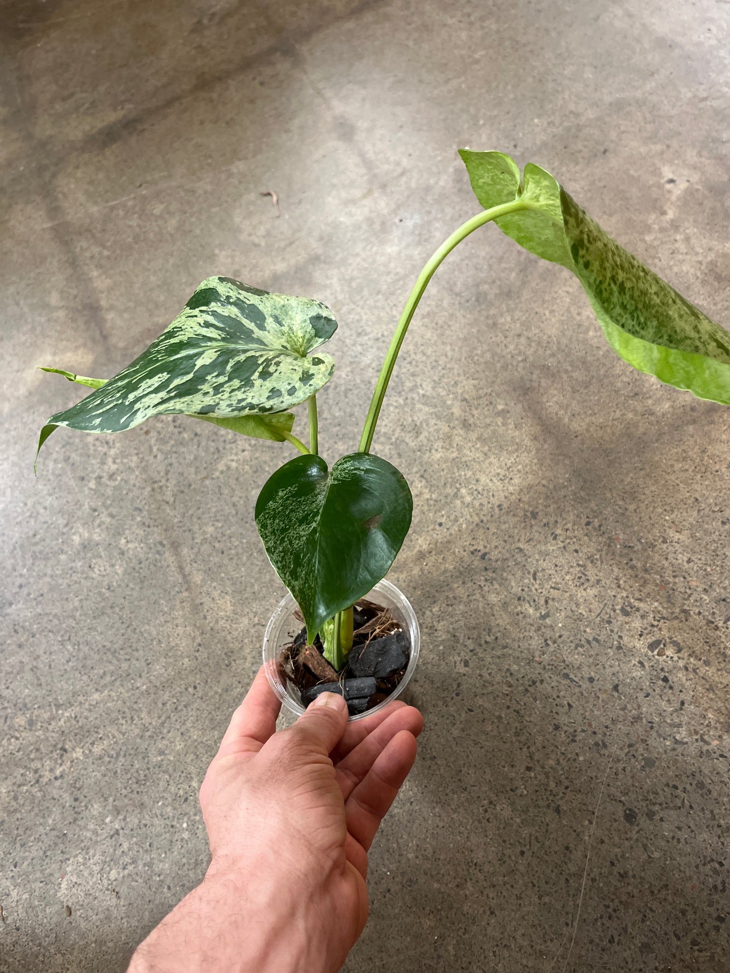Monstera Bulbasaur