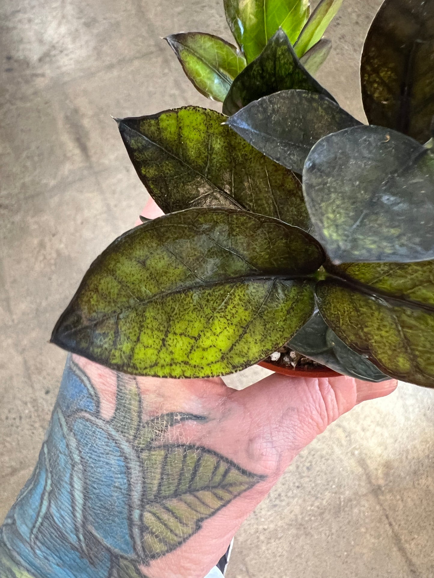 Zamioculcas Zamiifolia Raven