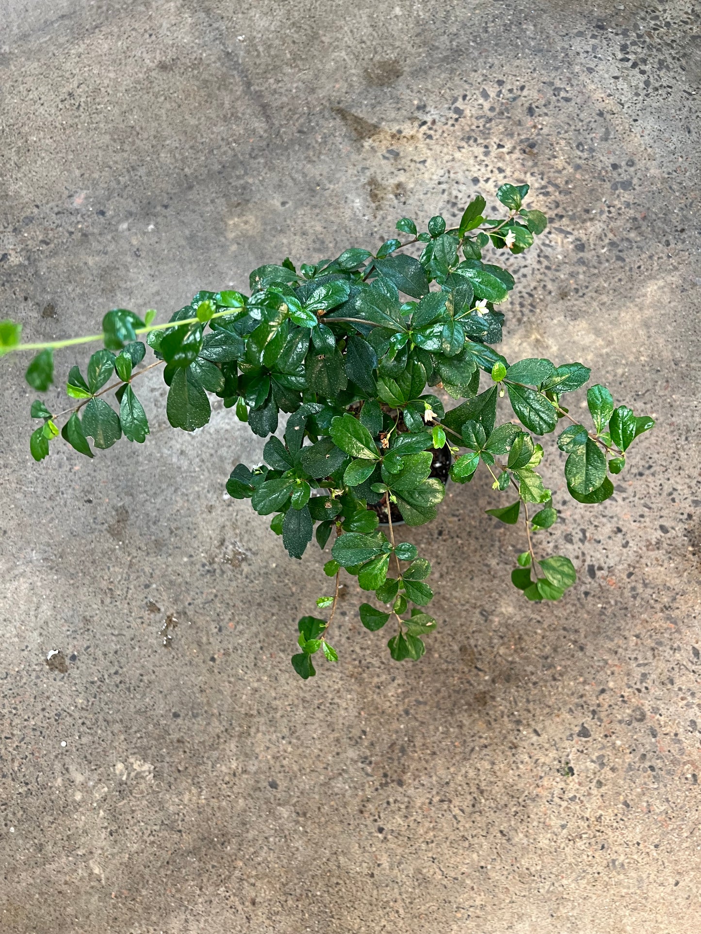 Bonsai Fukien Tea Ball
