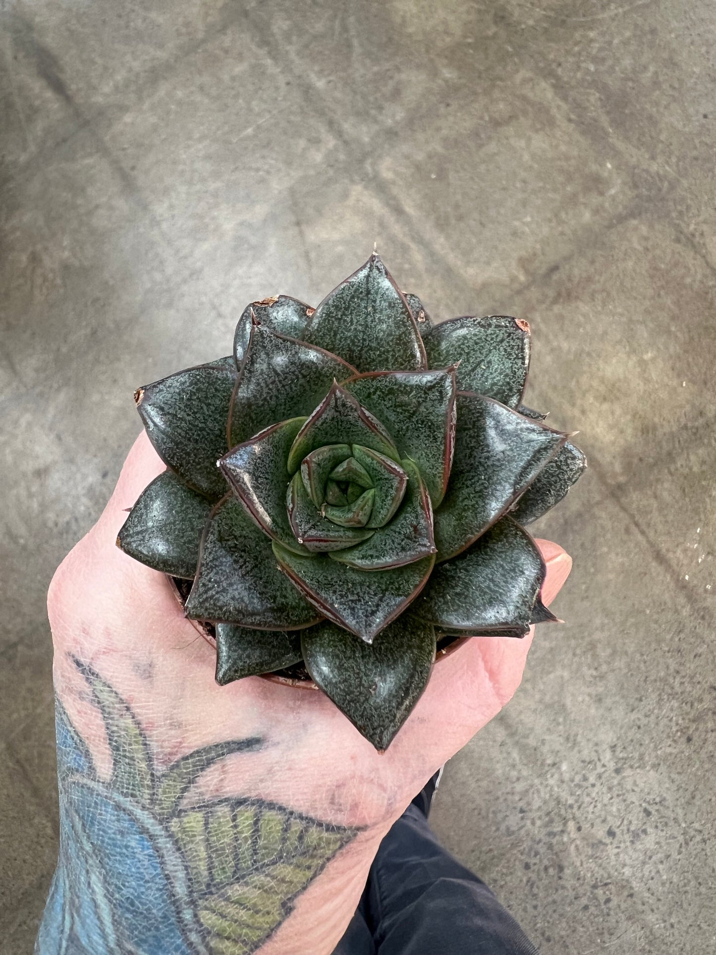 Succulentes asst.