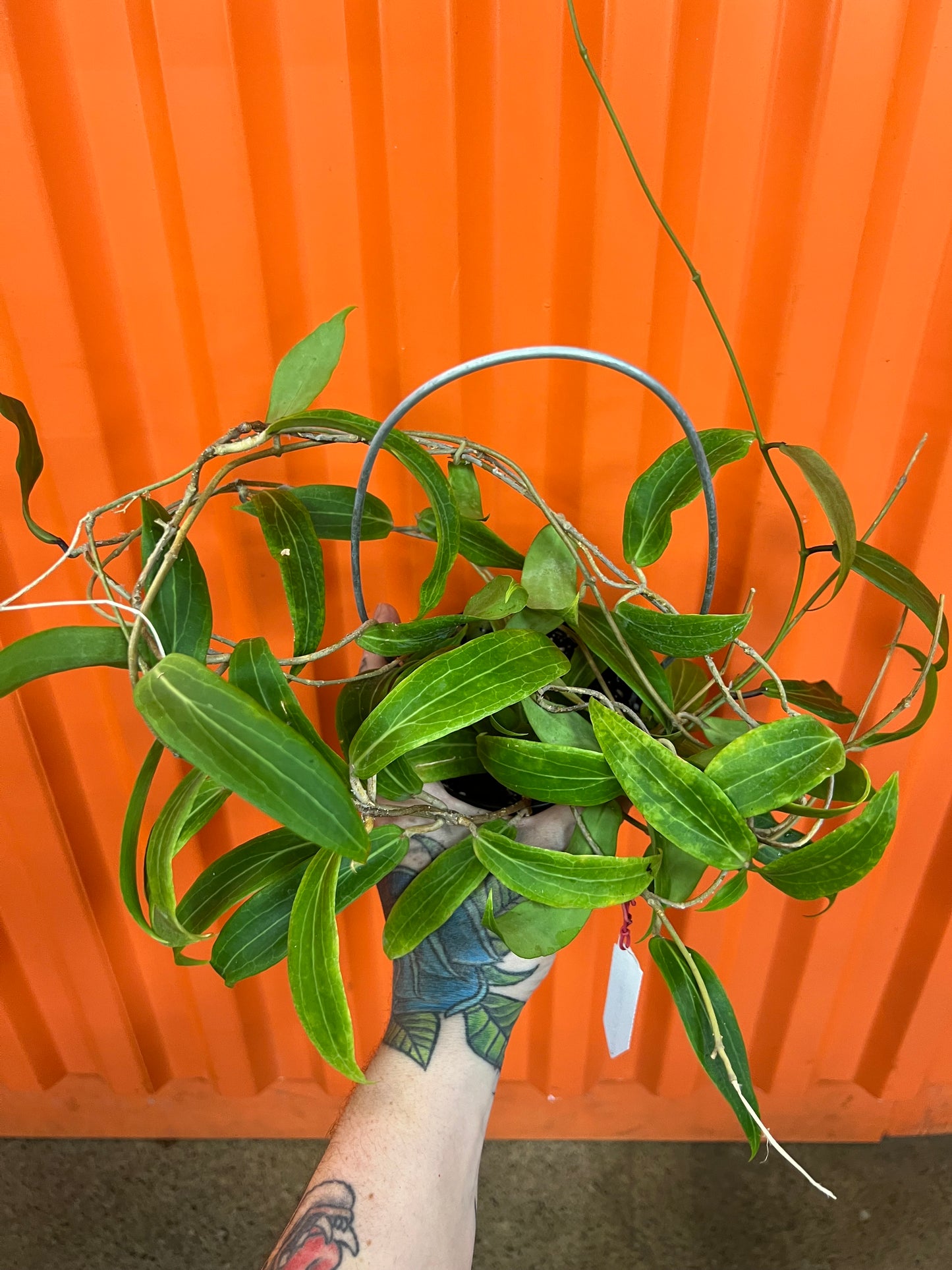 Hoya Blashernaezii SSP Valmayoriana