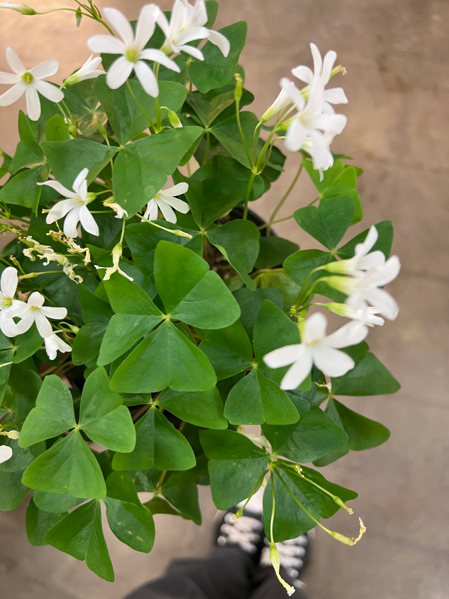 Oxalis Shamrock Vert