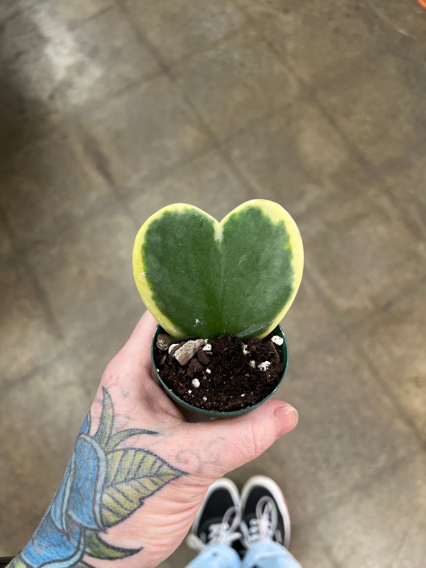 Hoya Kerrii Panaché