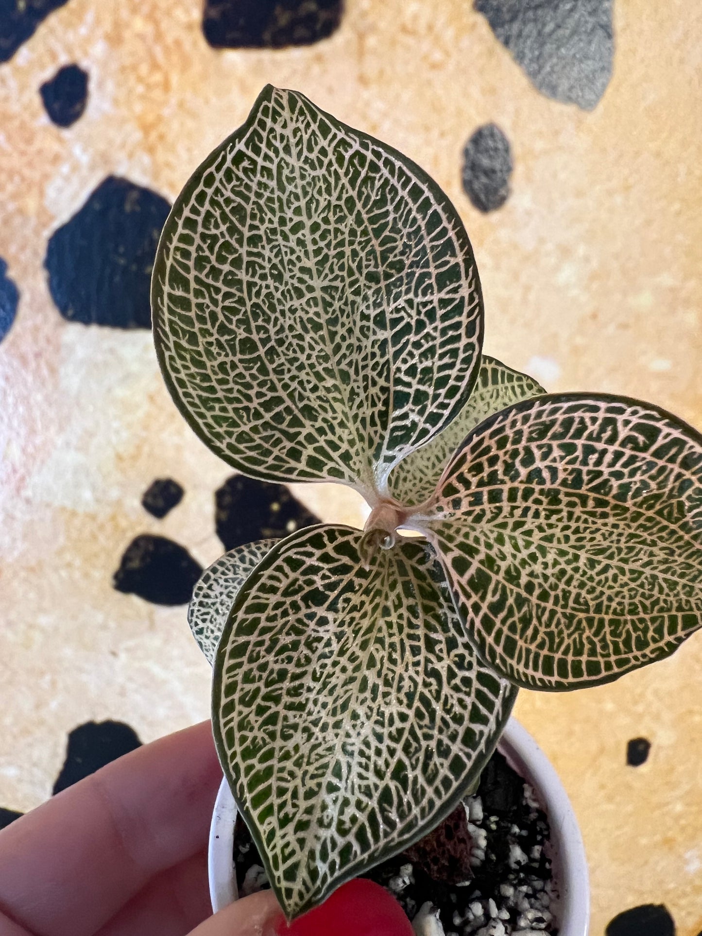 Jewel Orchid Anoectochilus Roxburghii