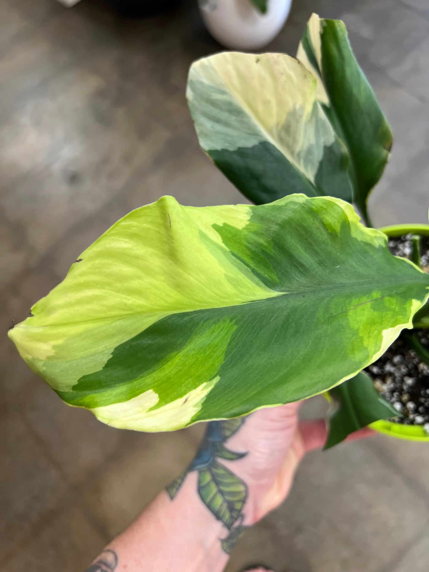 Spathiphyllum Delhi Neon