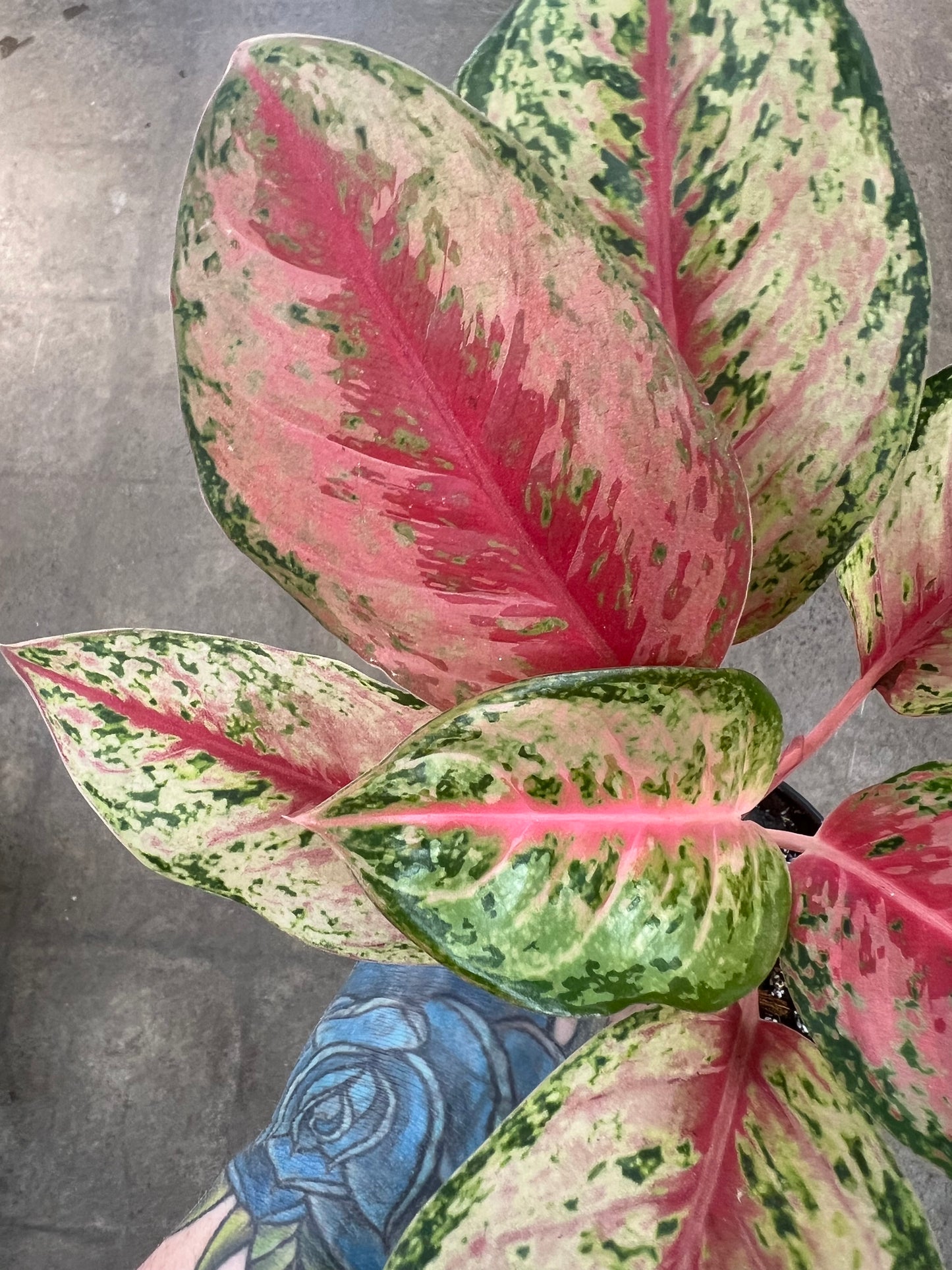 Aglaonema Sweet Dream
