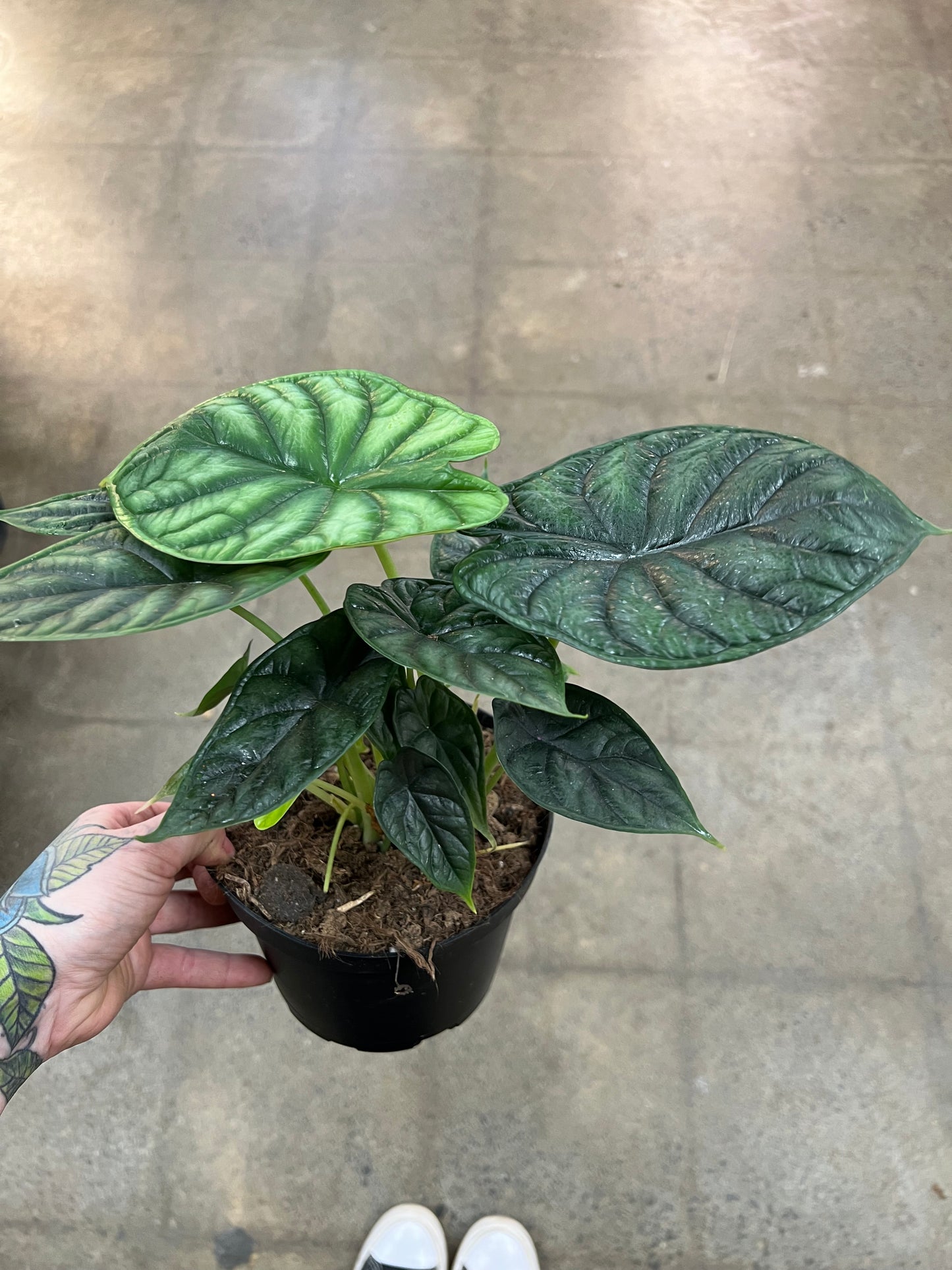 Alocasia Dragon Scale