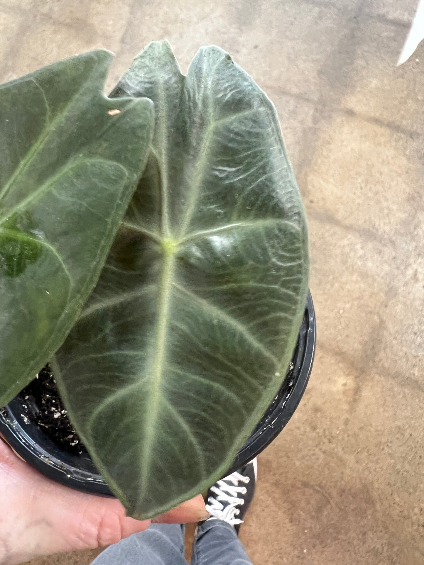 Alocasia Pink Princess