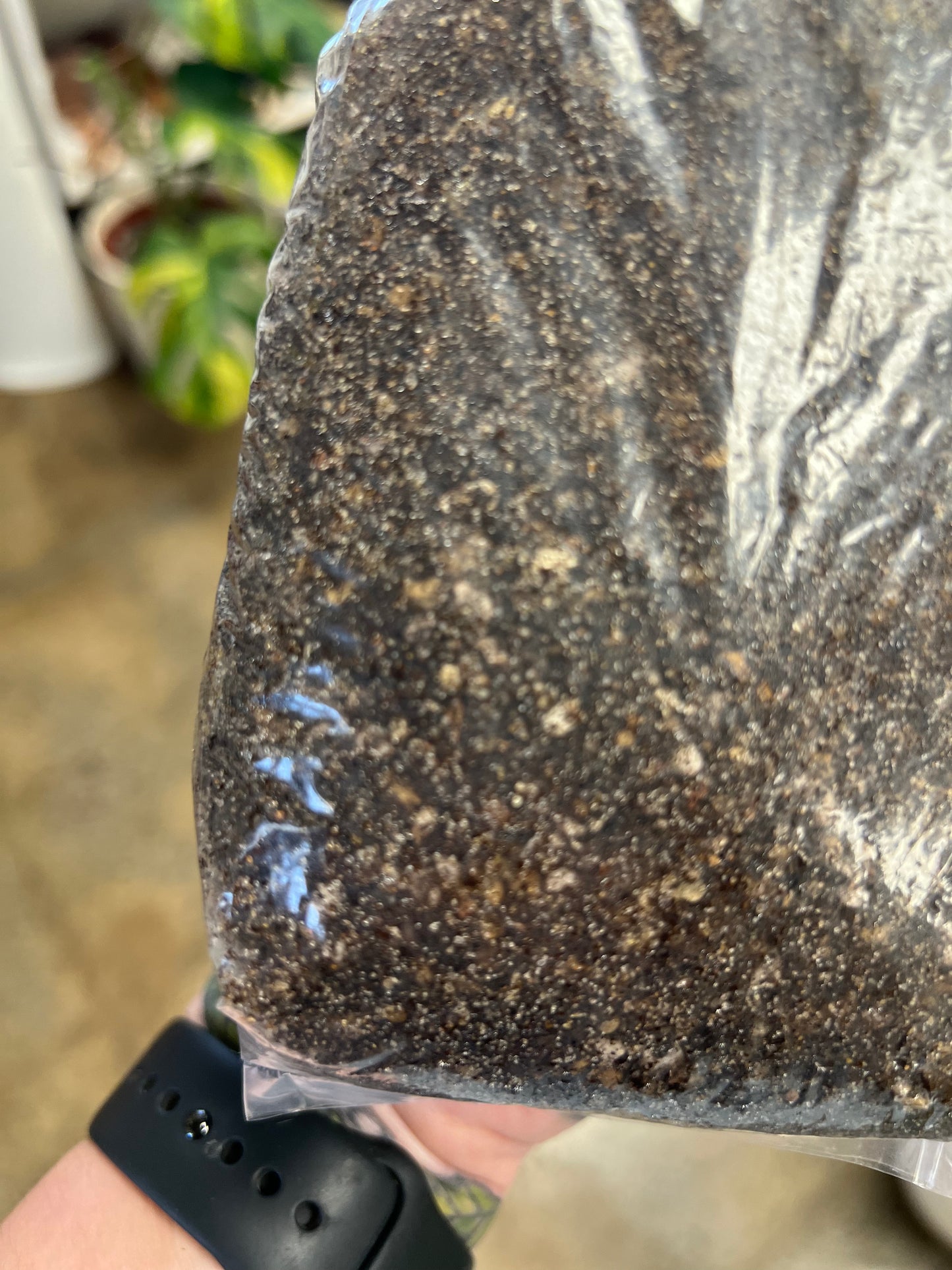 Pinguicula Mix