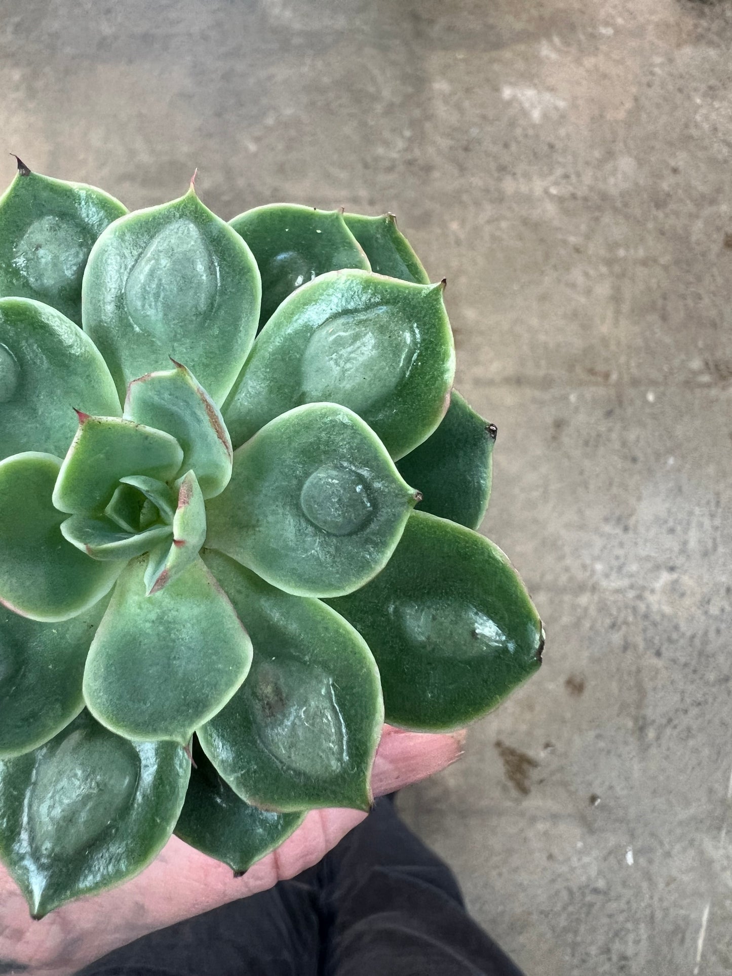 Echeveria Raindrops
