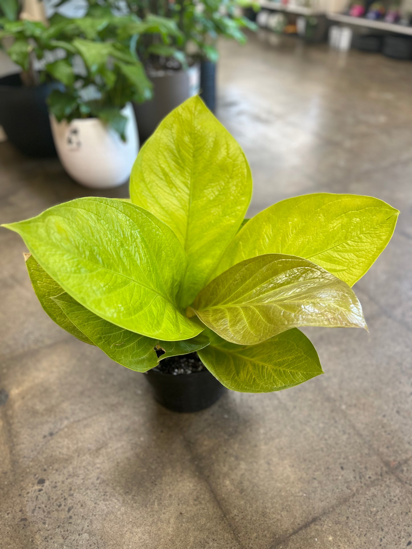 Anthurium King of Kings