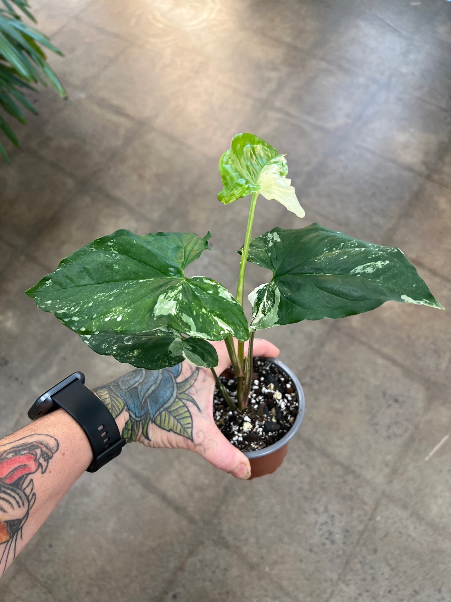 Syngonium Albo