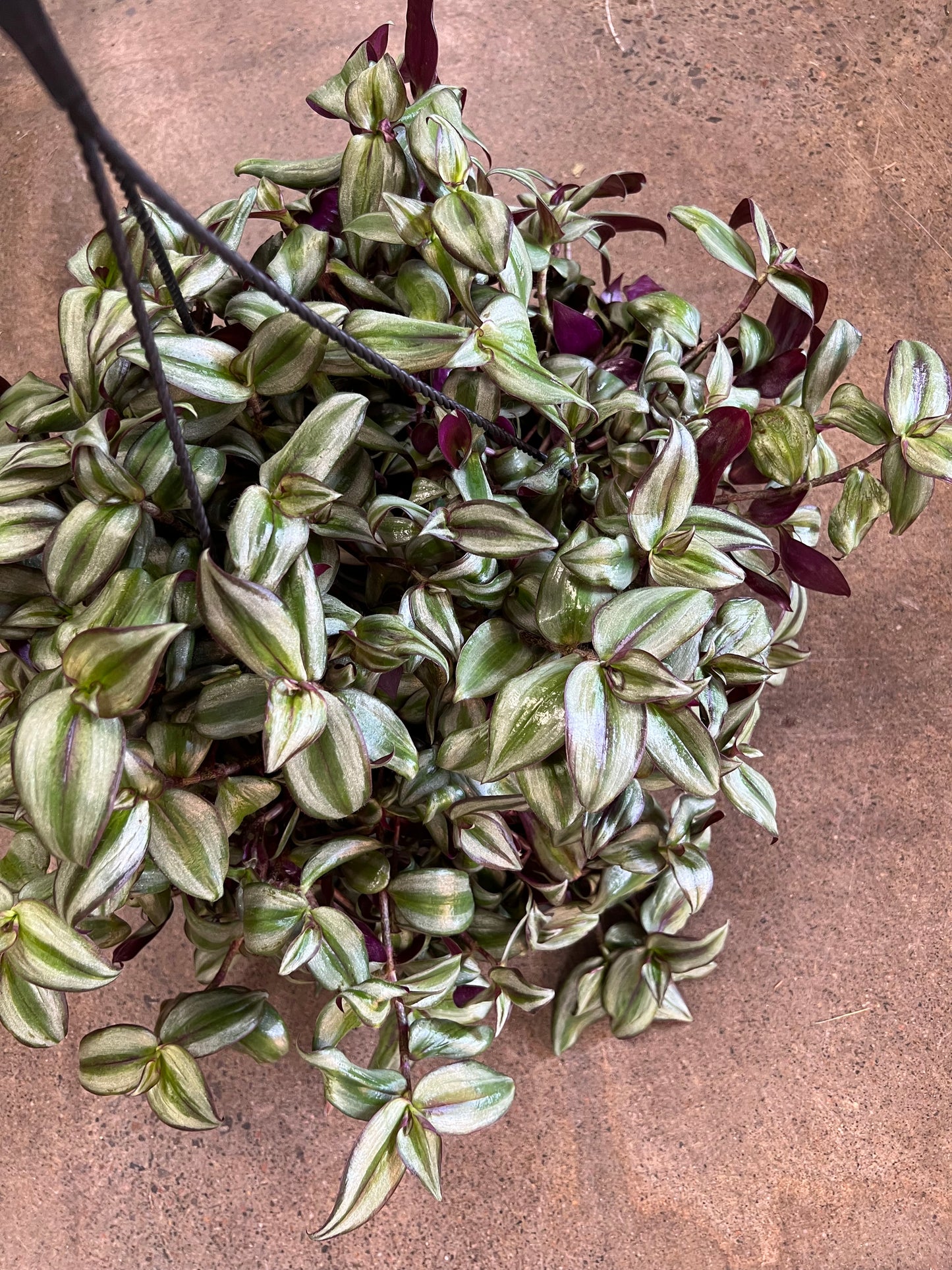 Tradescantia Zebrina