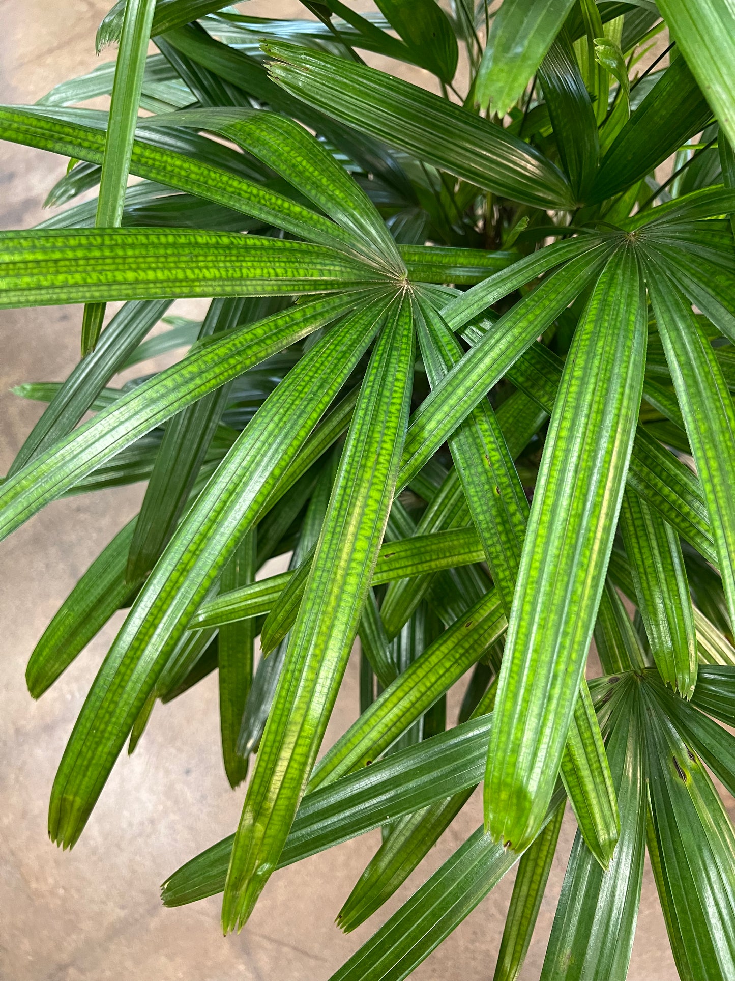 Palmier Rhapis Excelsa