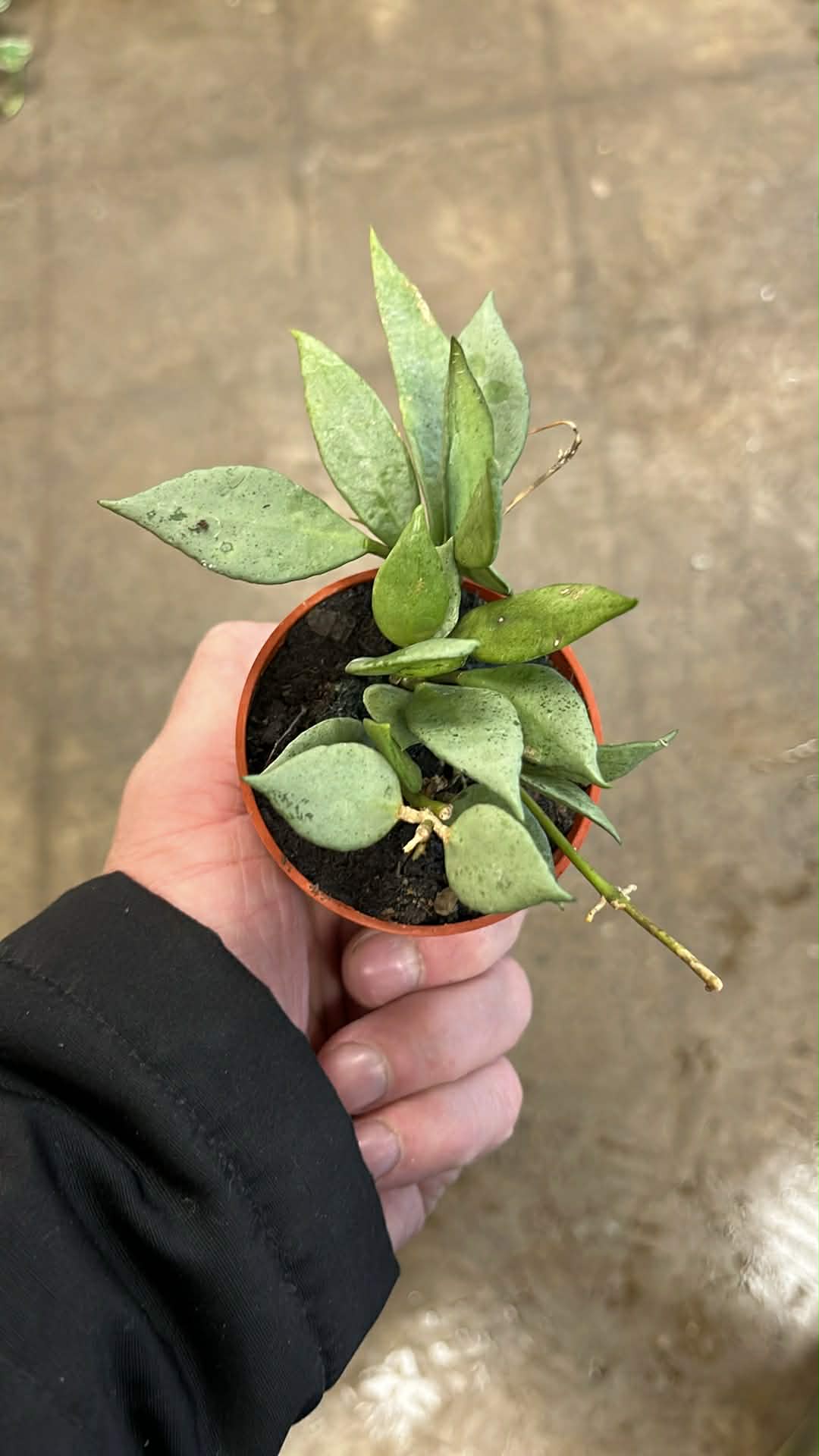 Hoya Lacunosa Mint
