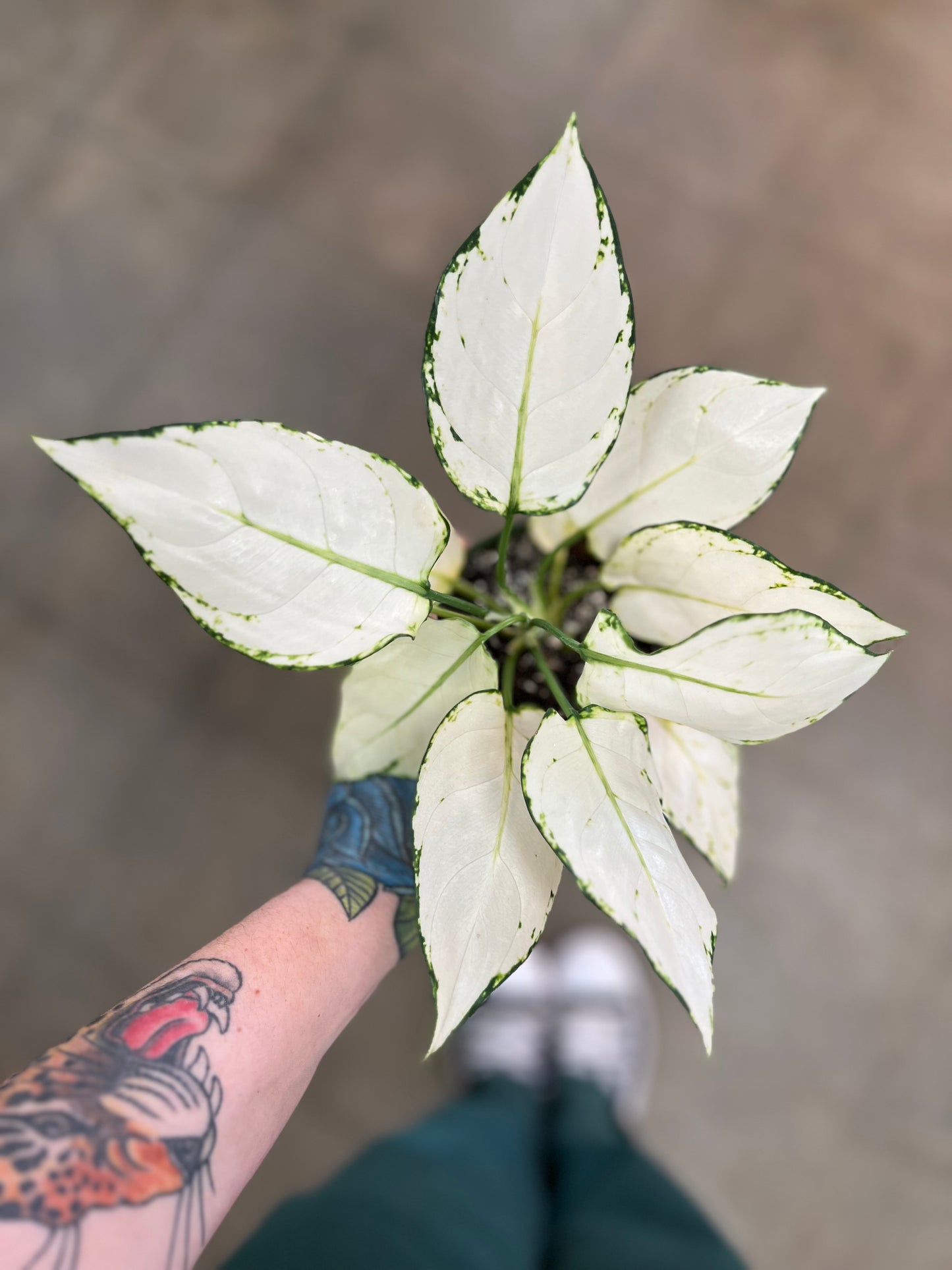 Aglaonema Super White