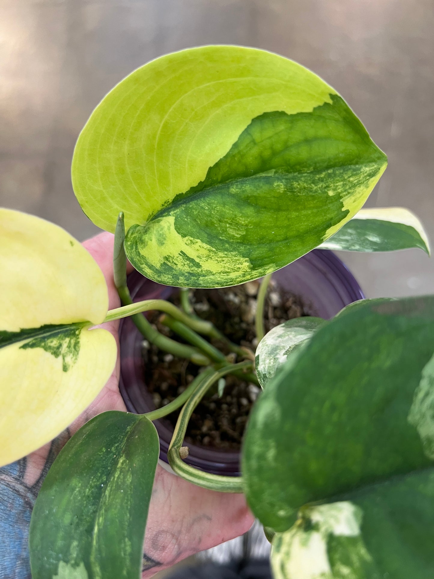 Scindapsus Jade Satin Panaché #1