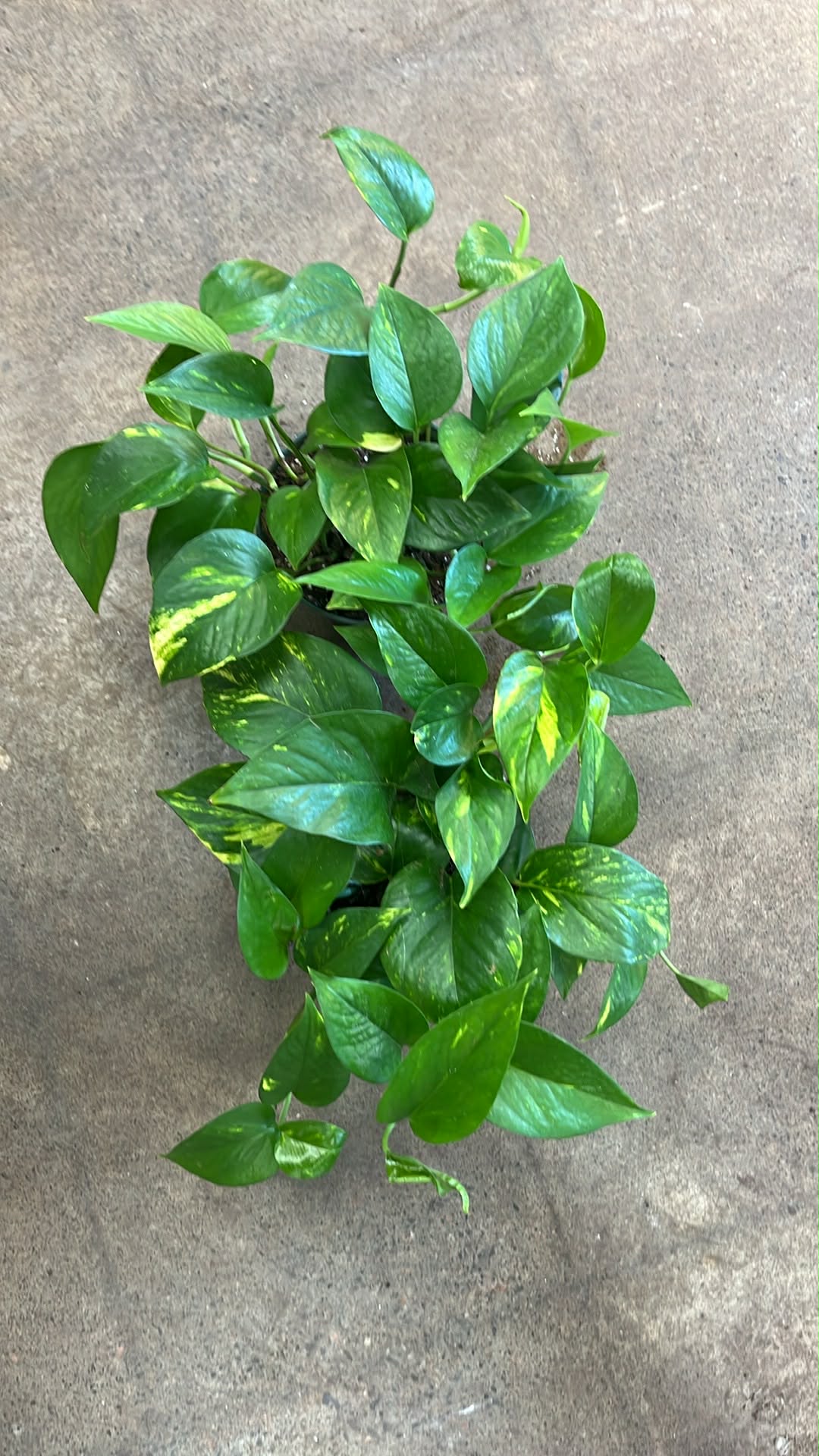 Pothos Hawaiian