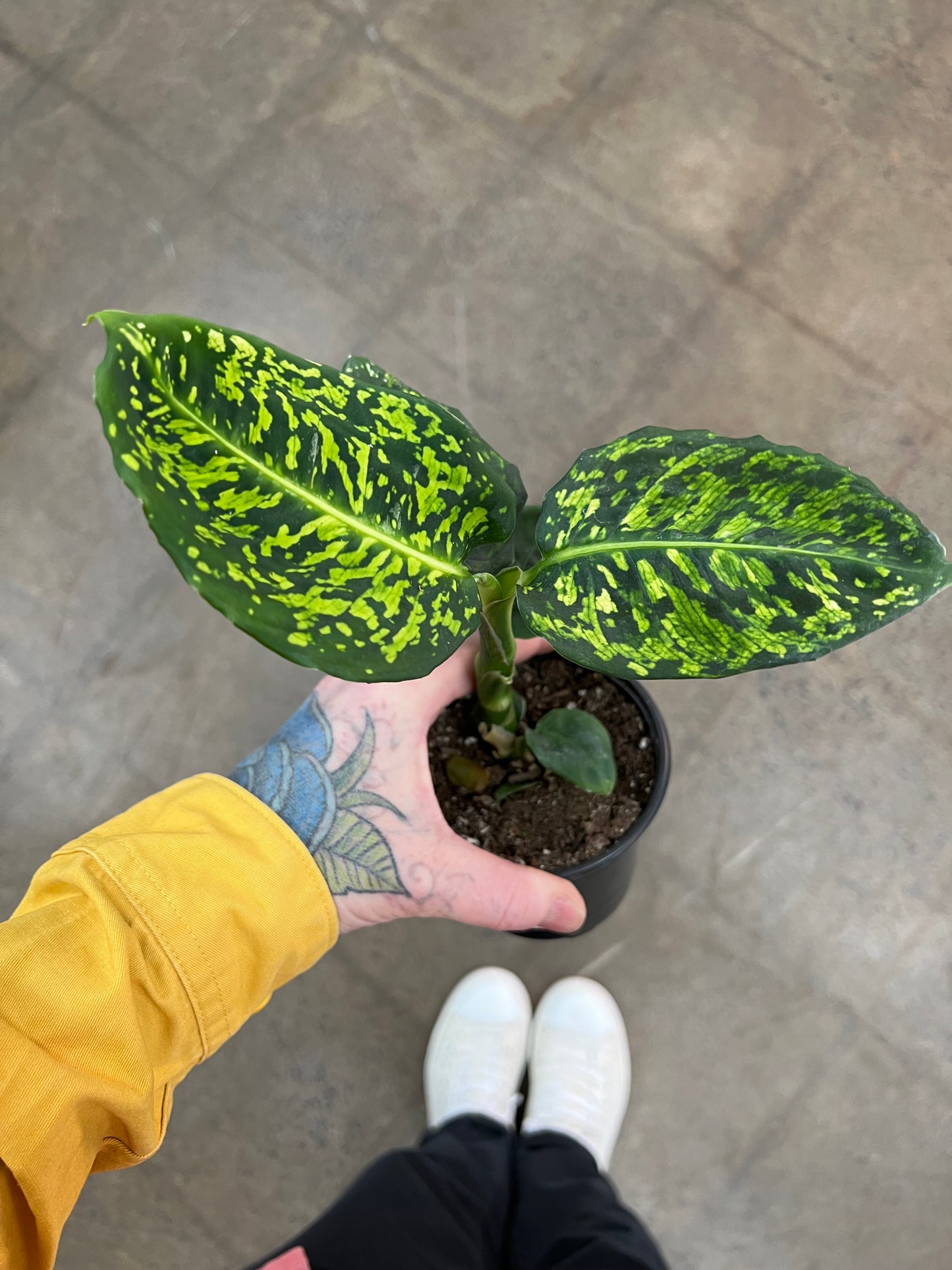 Diffenbachia Reflexor