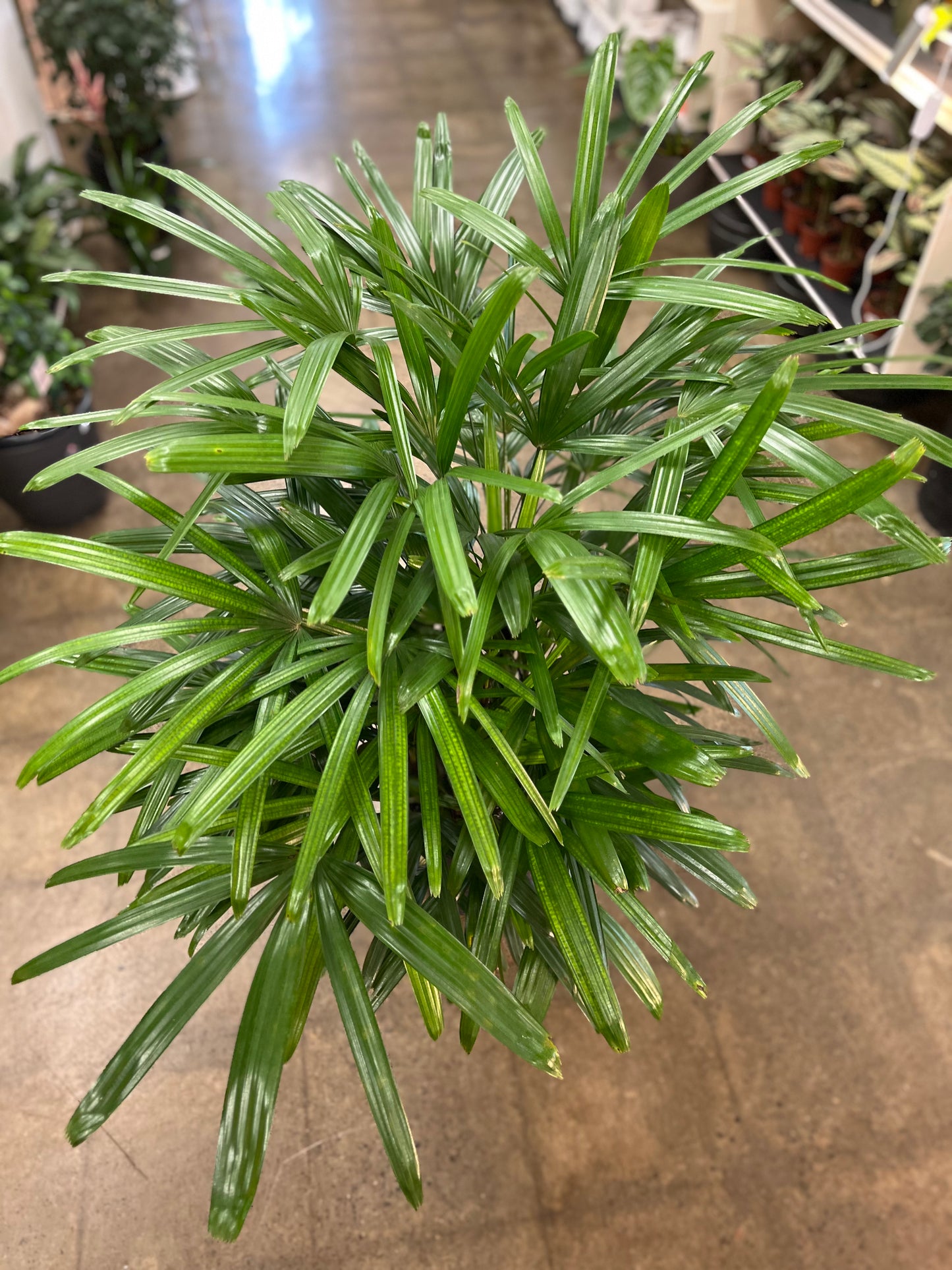 Palmier Rhapis Excelsa