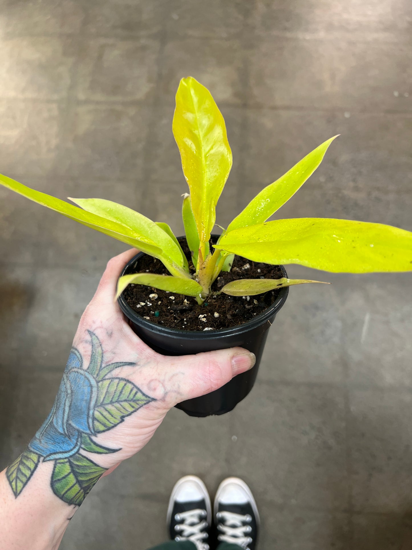 Philodendron Ring Of Fire Gold