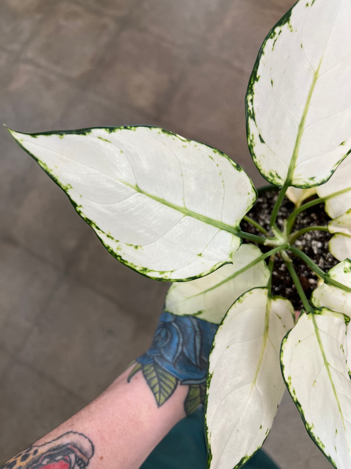 Aglaonema Super White