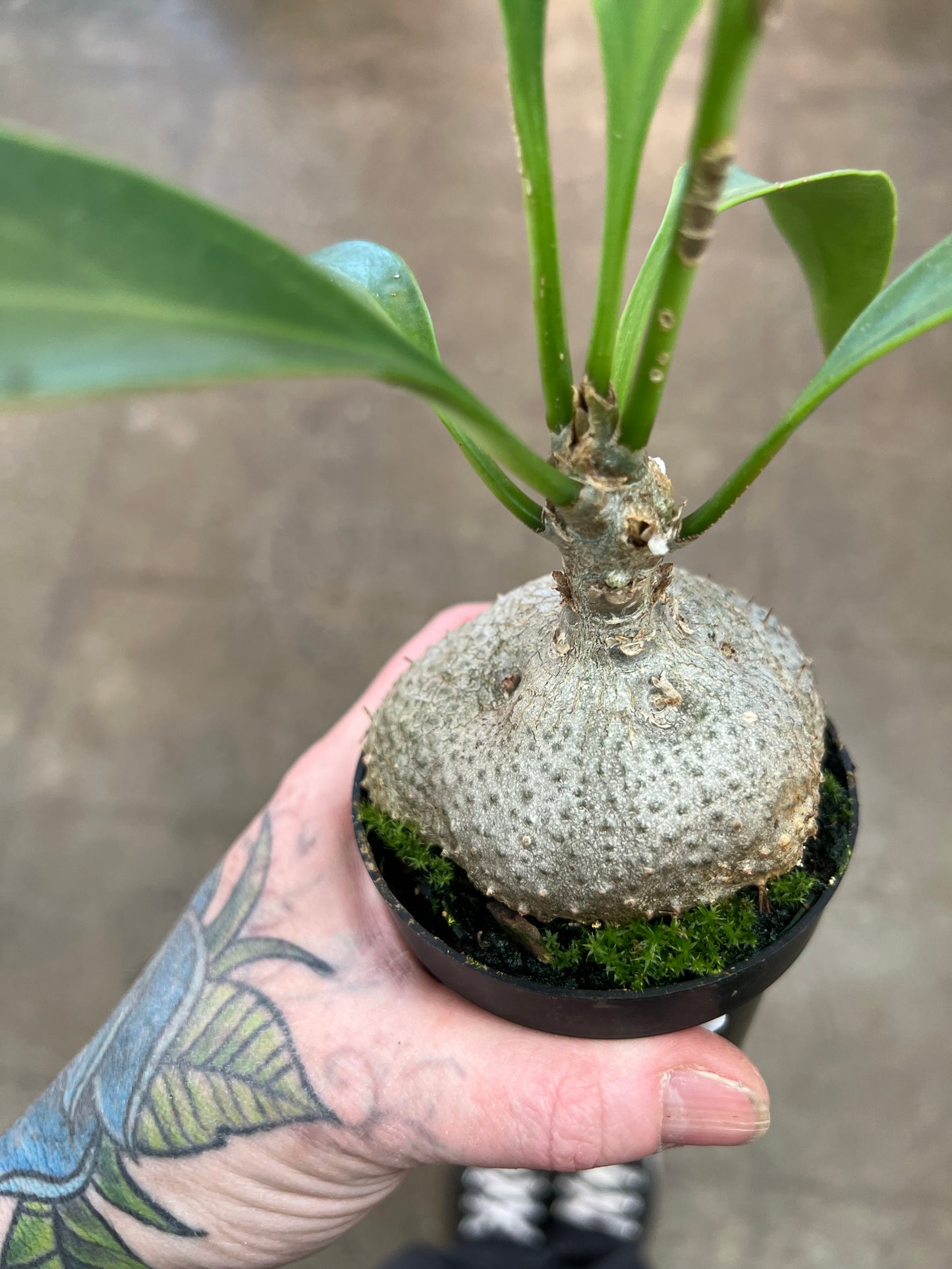 Myrmephytum Selebicum