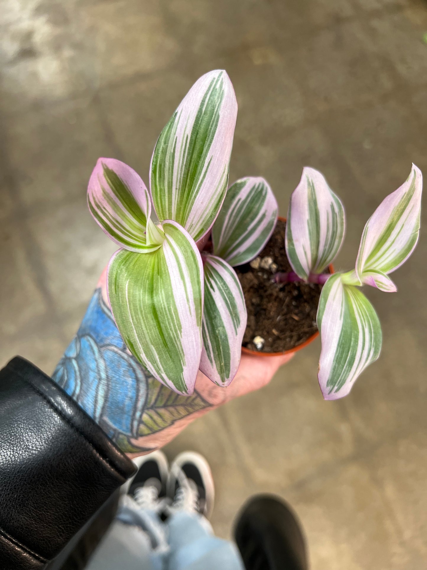 Tradescantia Bubblegum