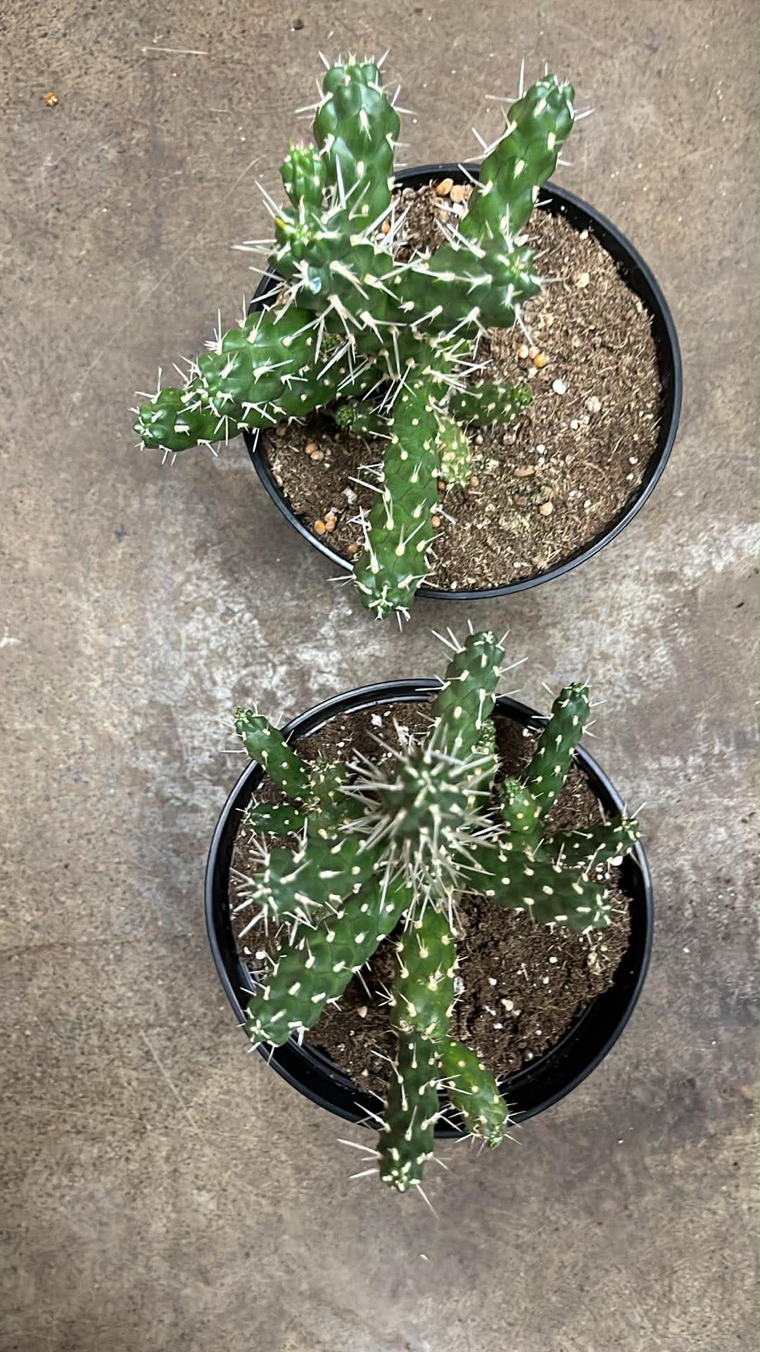 Opuntia Microdasys Tunicata