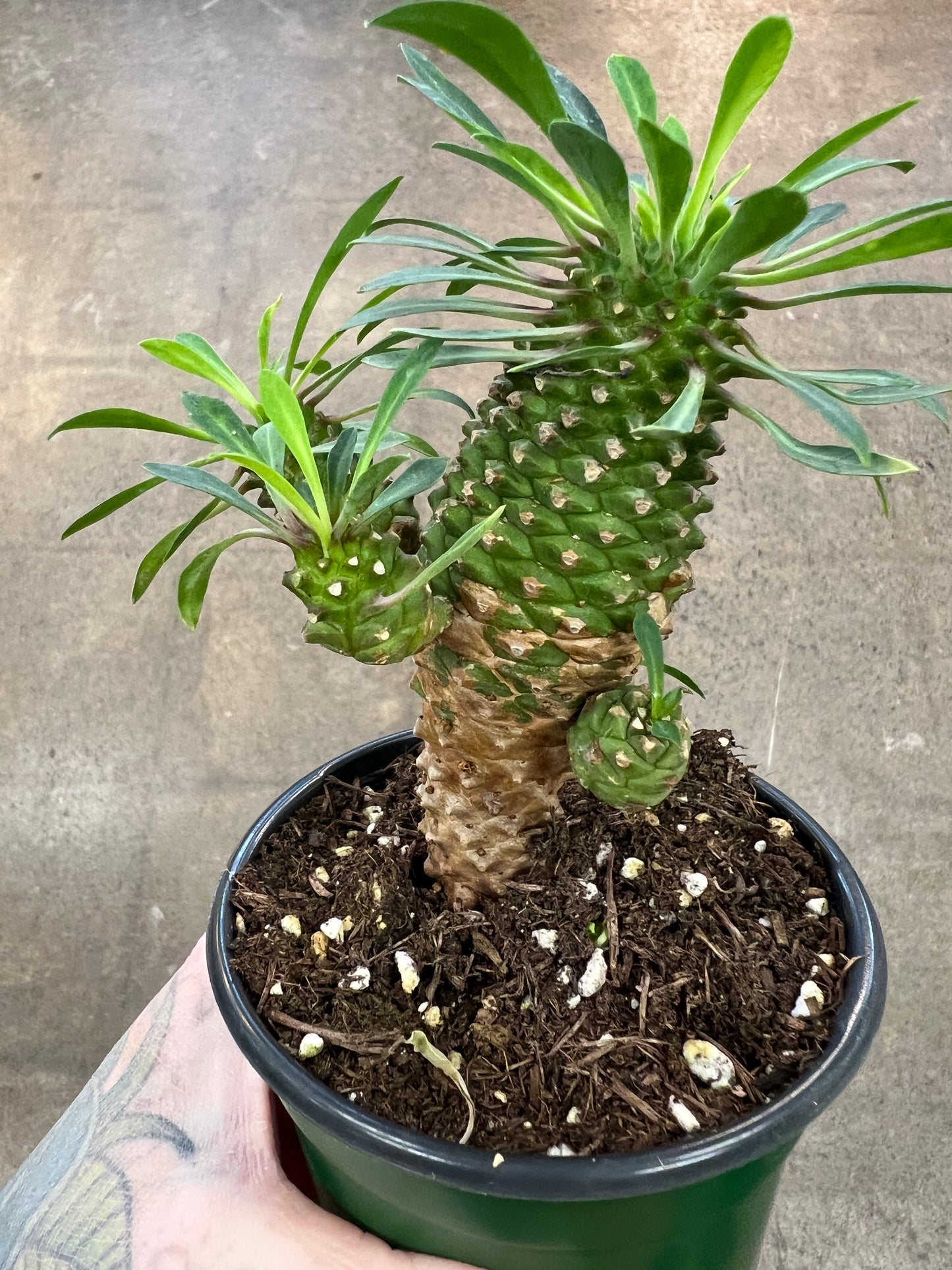 Euphorbia Hypogaea