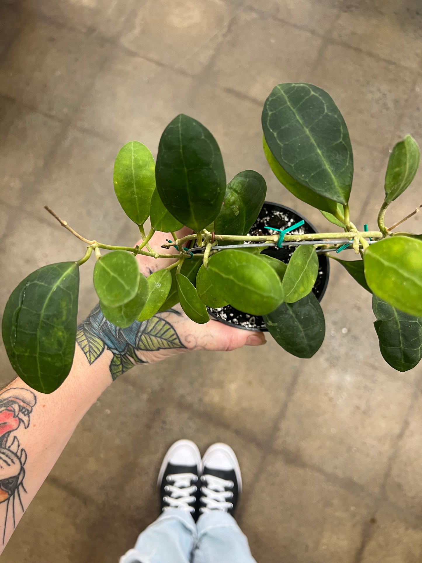 Hoya Elliptica Round Leaves