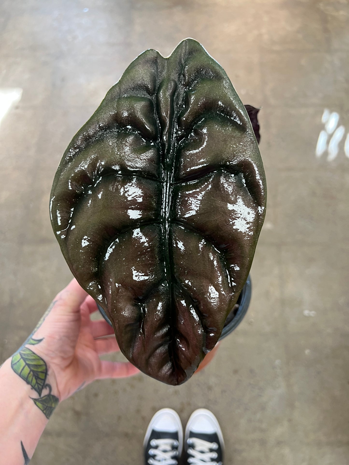 Alocasia Cuprea Red