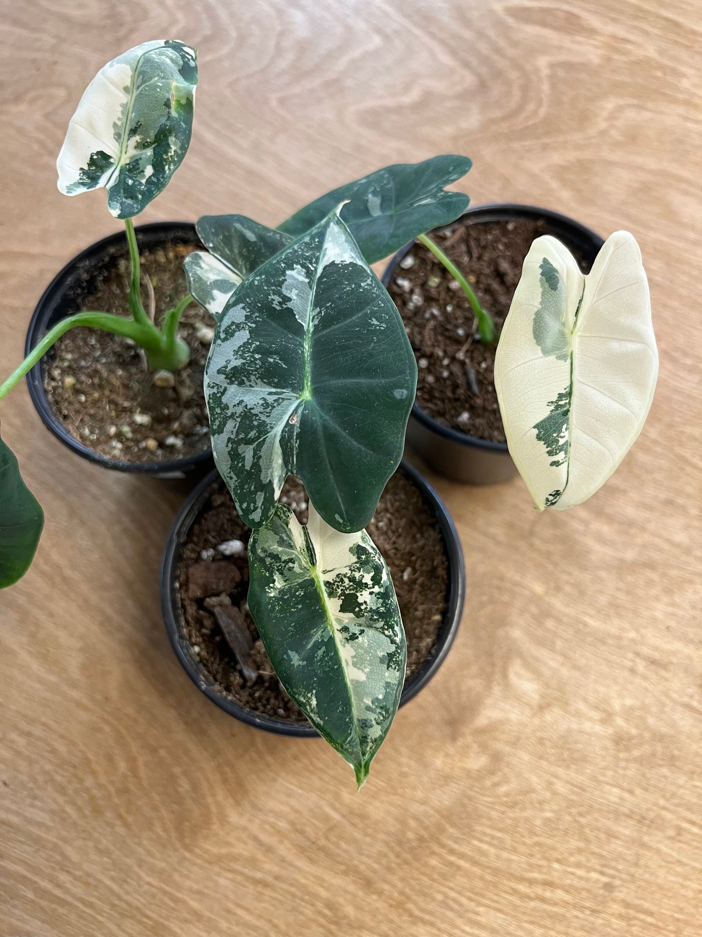 Alocasia Frydek Panaché