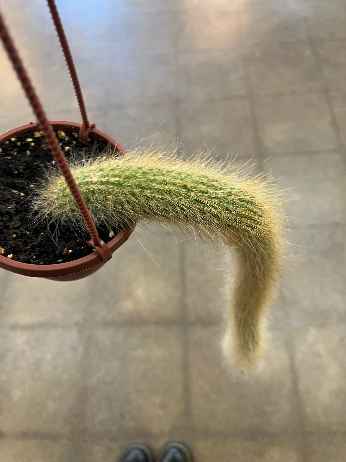 Hildewintera Colademononis / Monkey Tail