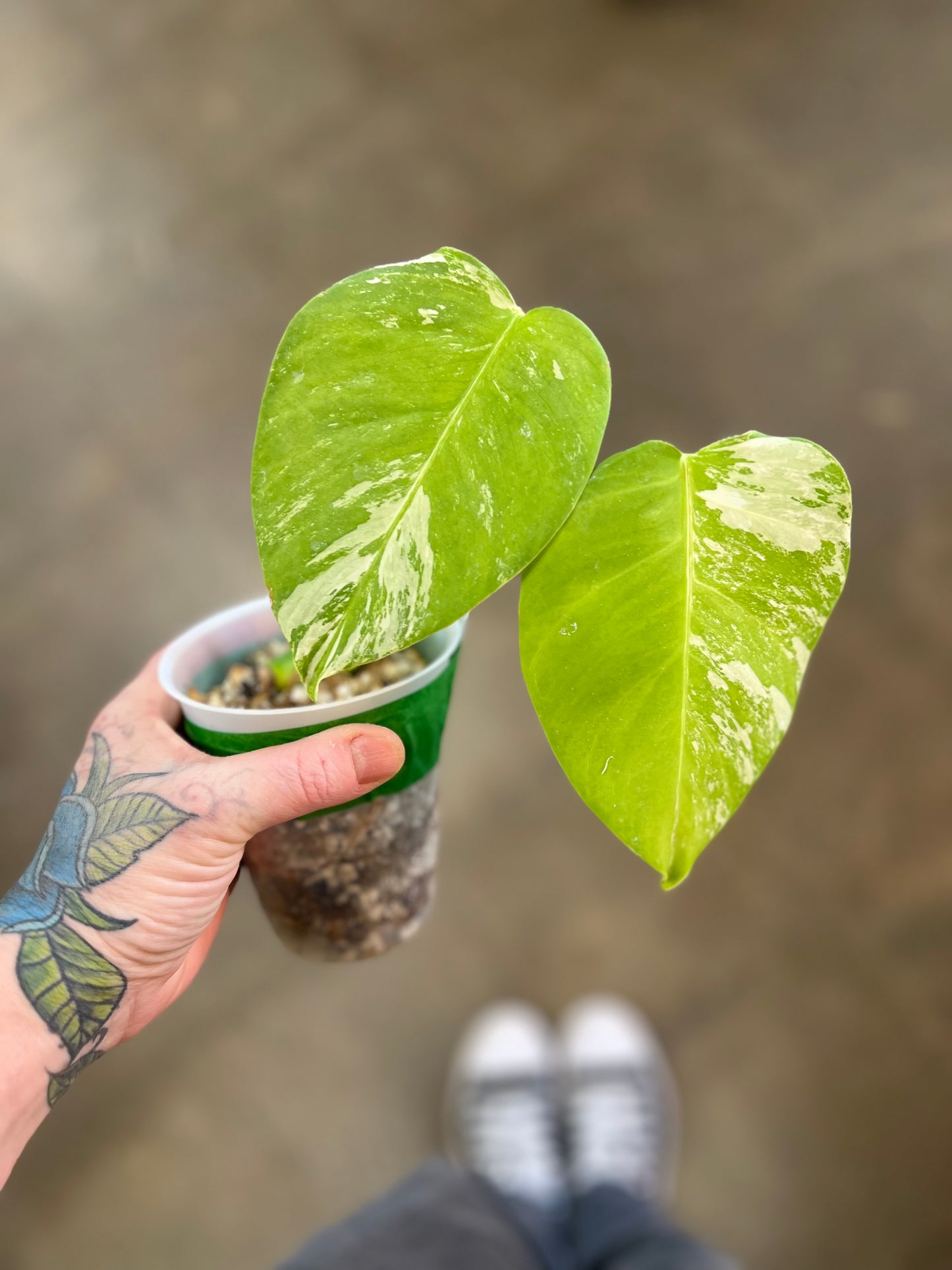 Monstera Albo
