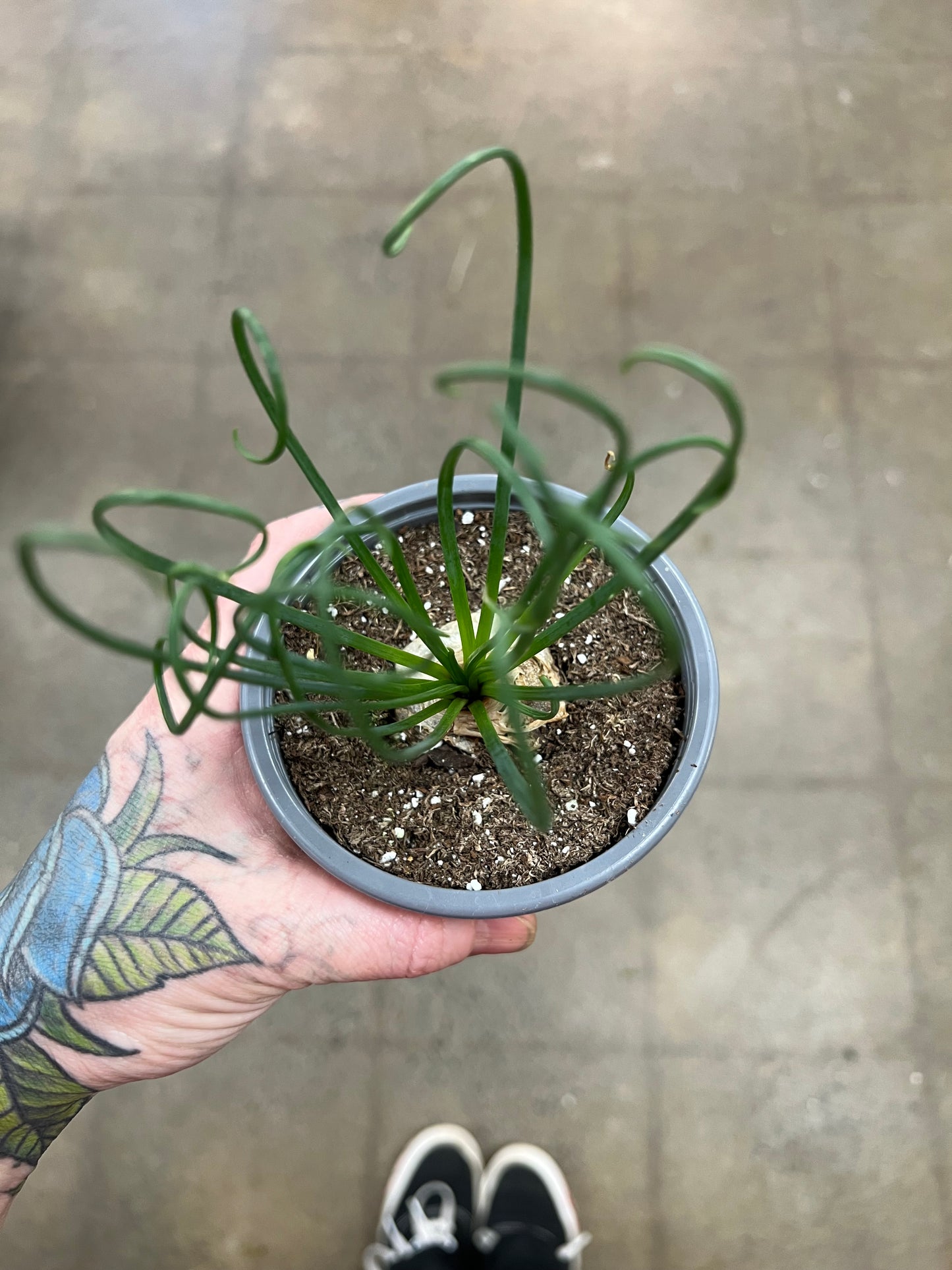 Albuca Spiralis Frizzle Sizzle