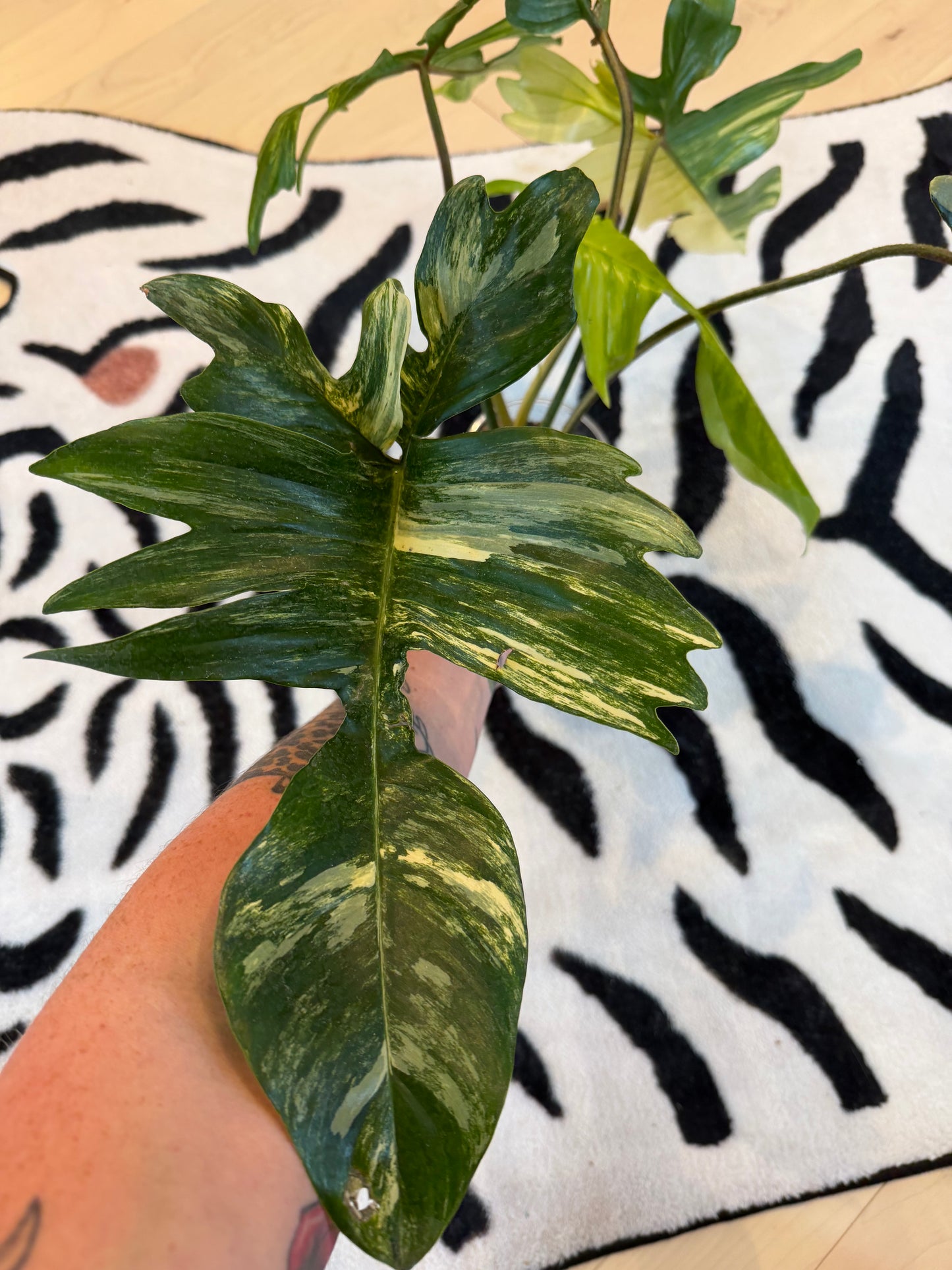 Philodendron Florida Beauty Variegated Large #2