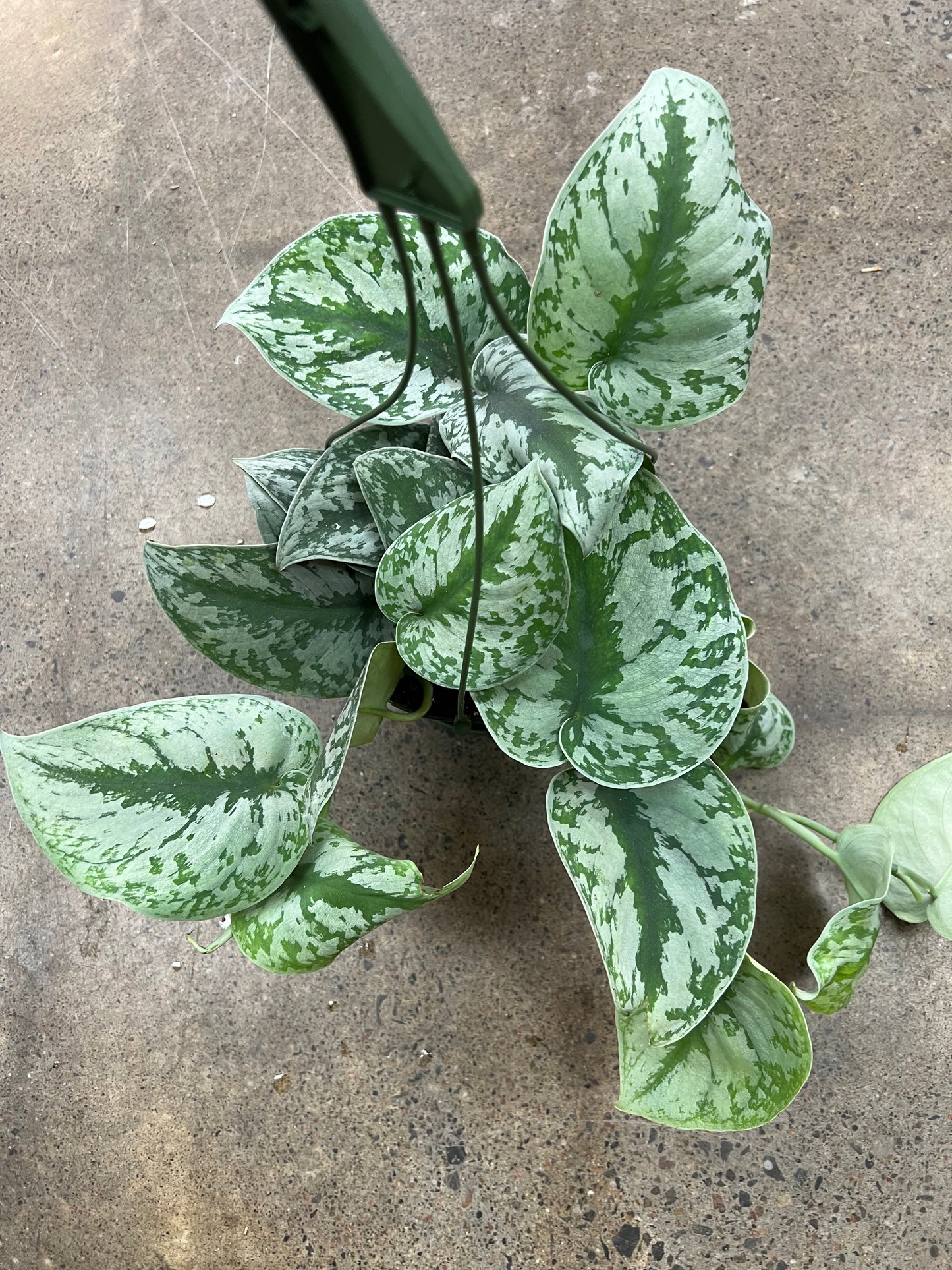 Scindapsus Exotica