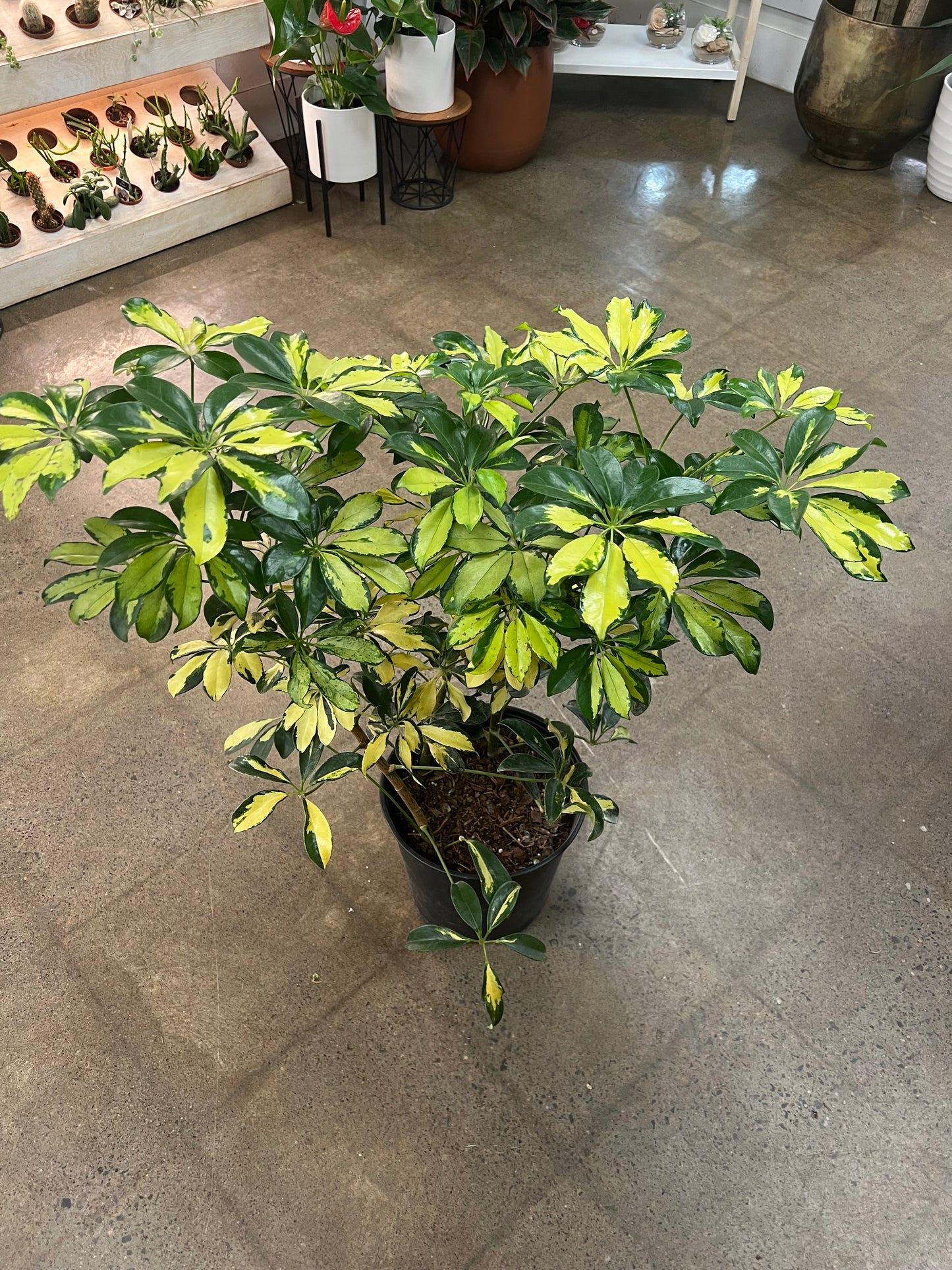 Schefflera Arboricola Trinette