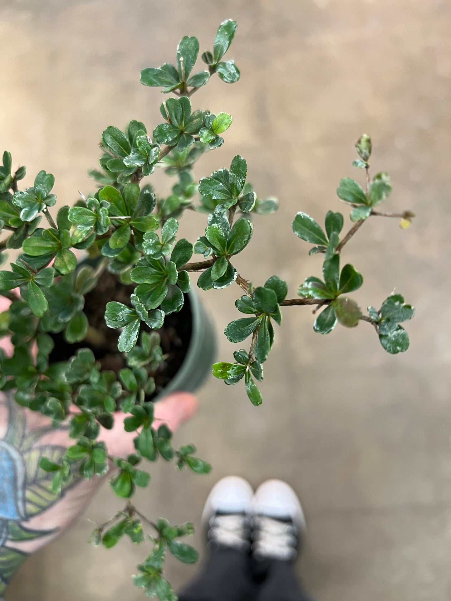 Bonsaï Olive Noire