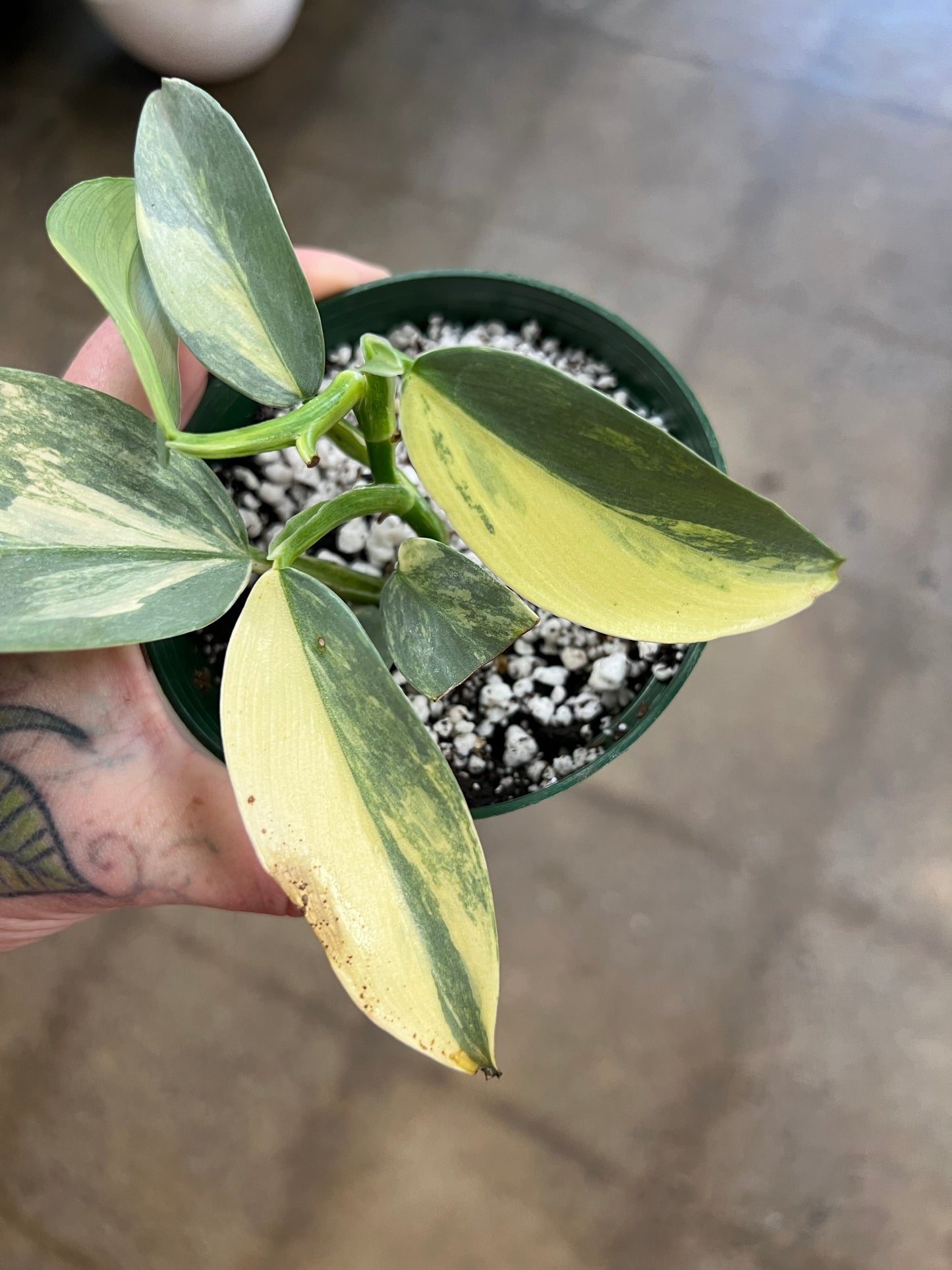 Philodendron Silver Sword Variegated