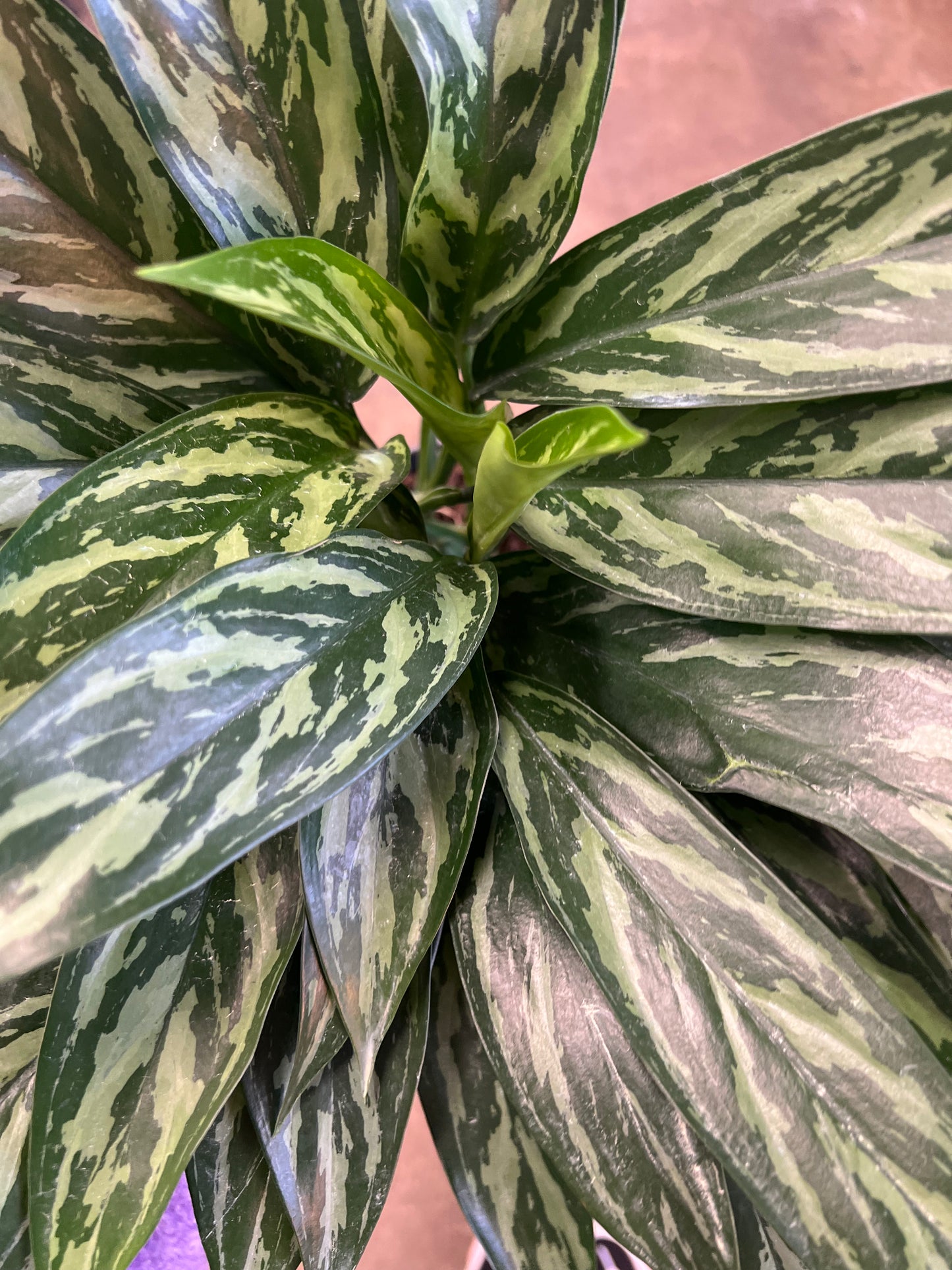 Aglaonema Tigress