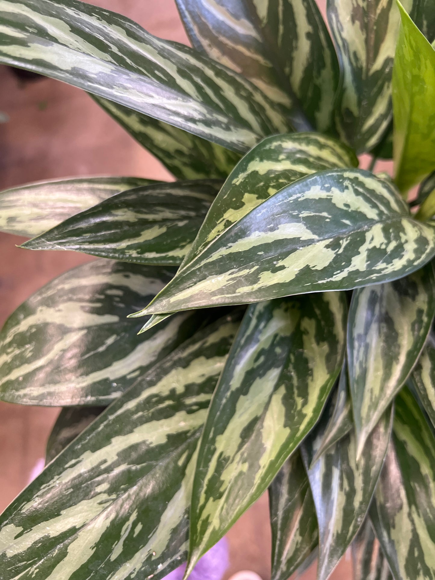 Aglaonema Tigress