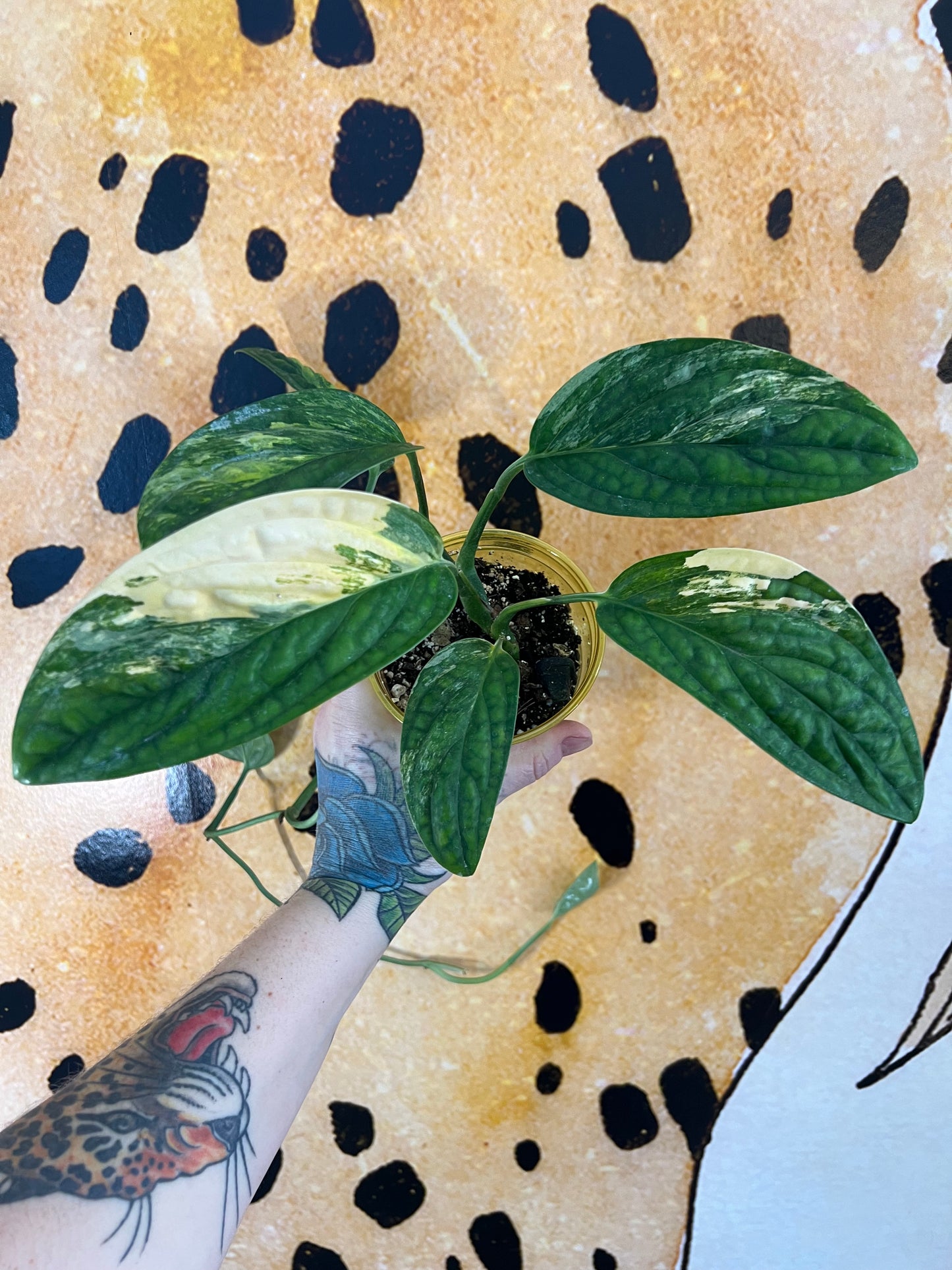Monstera Peru Variegated