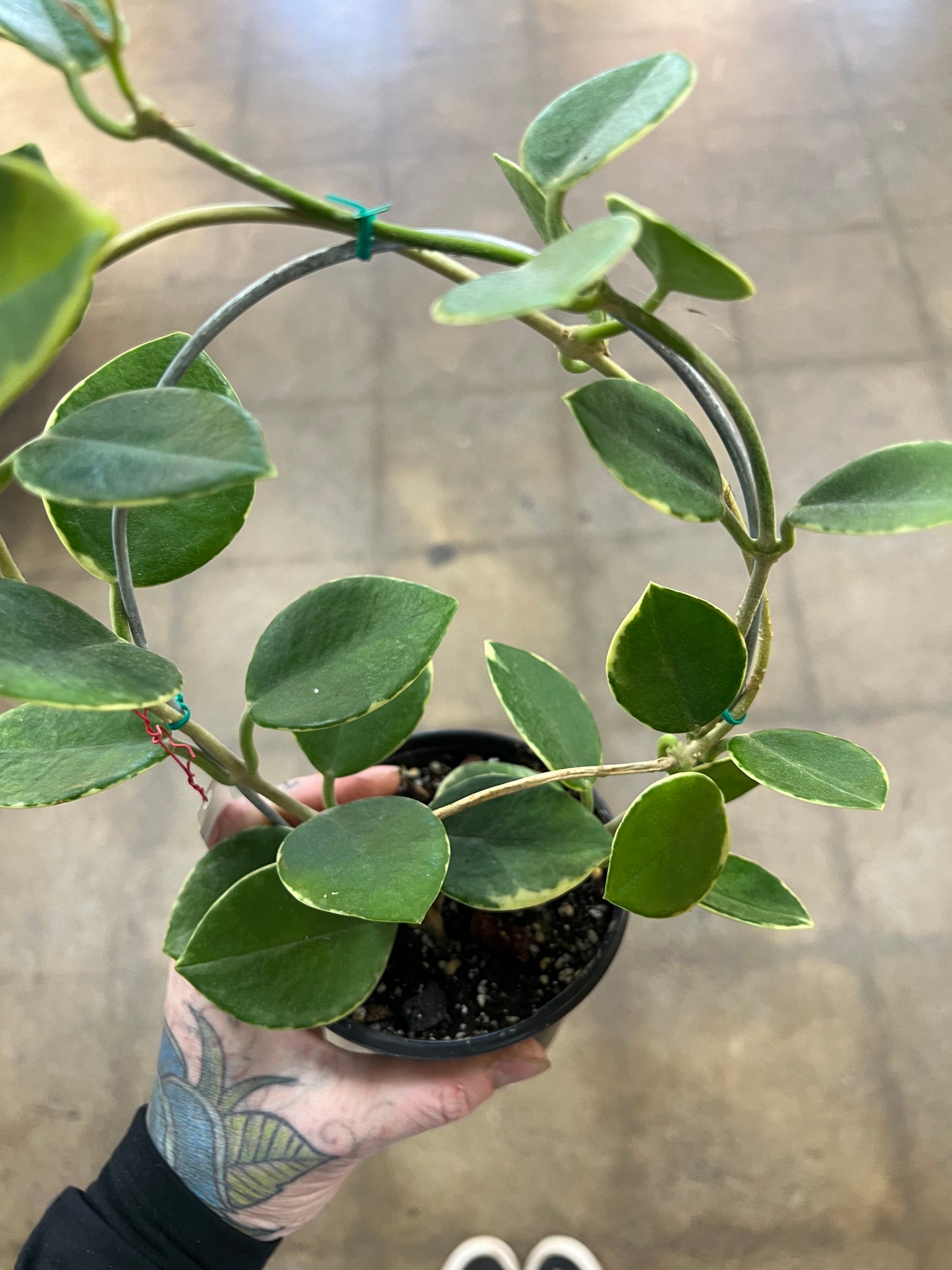 Hoya Australis Albomarginata