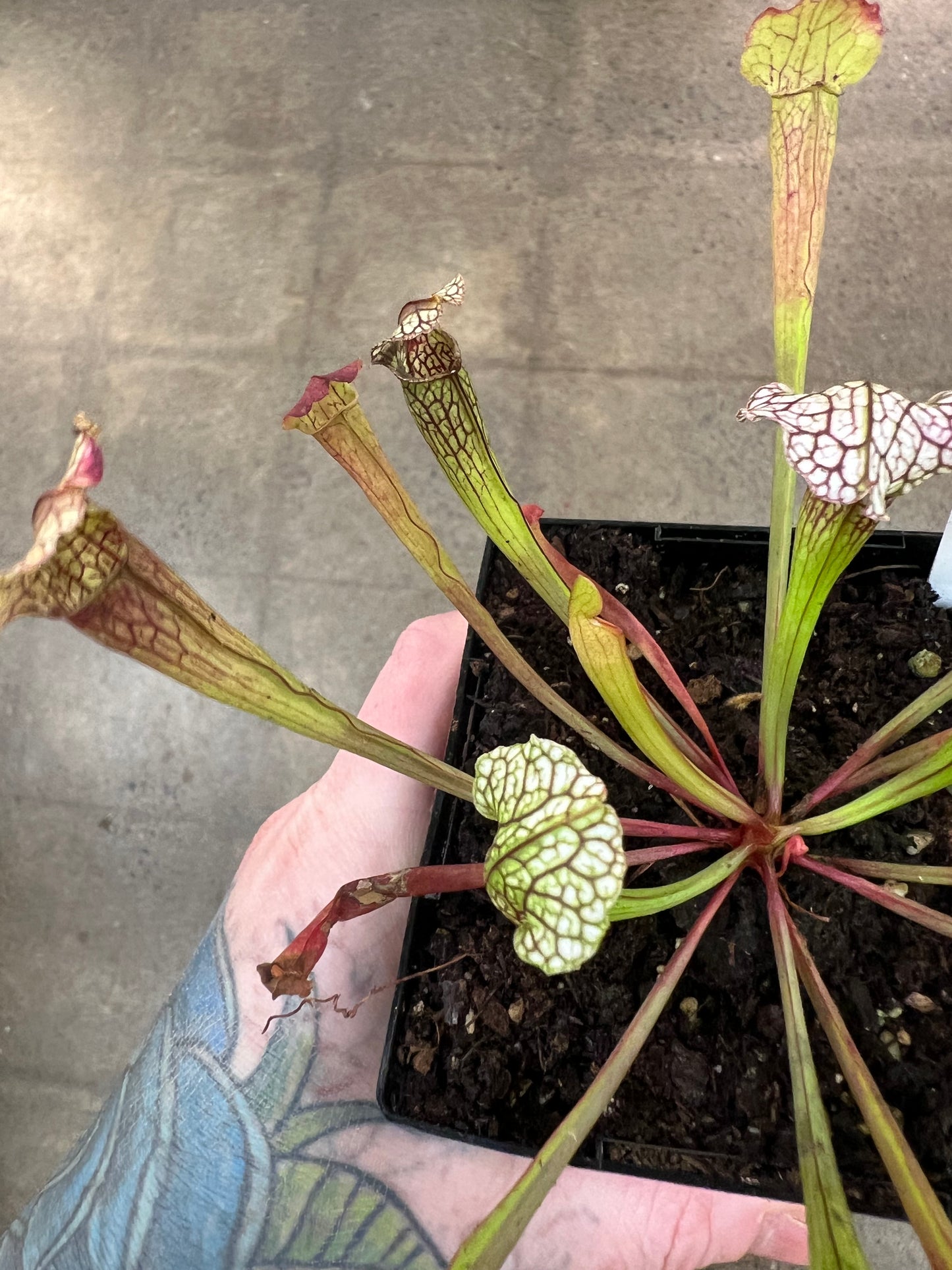 Sarracenia Velvet