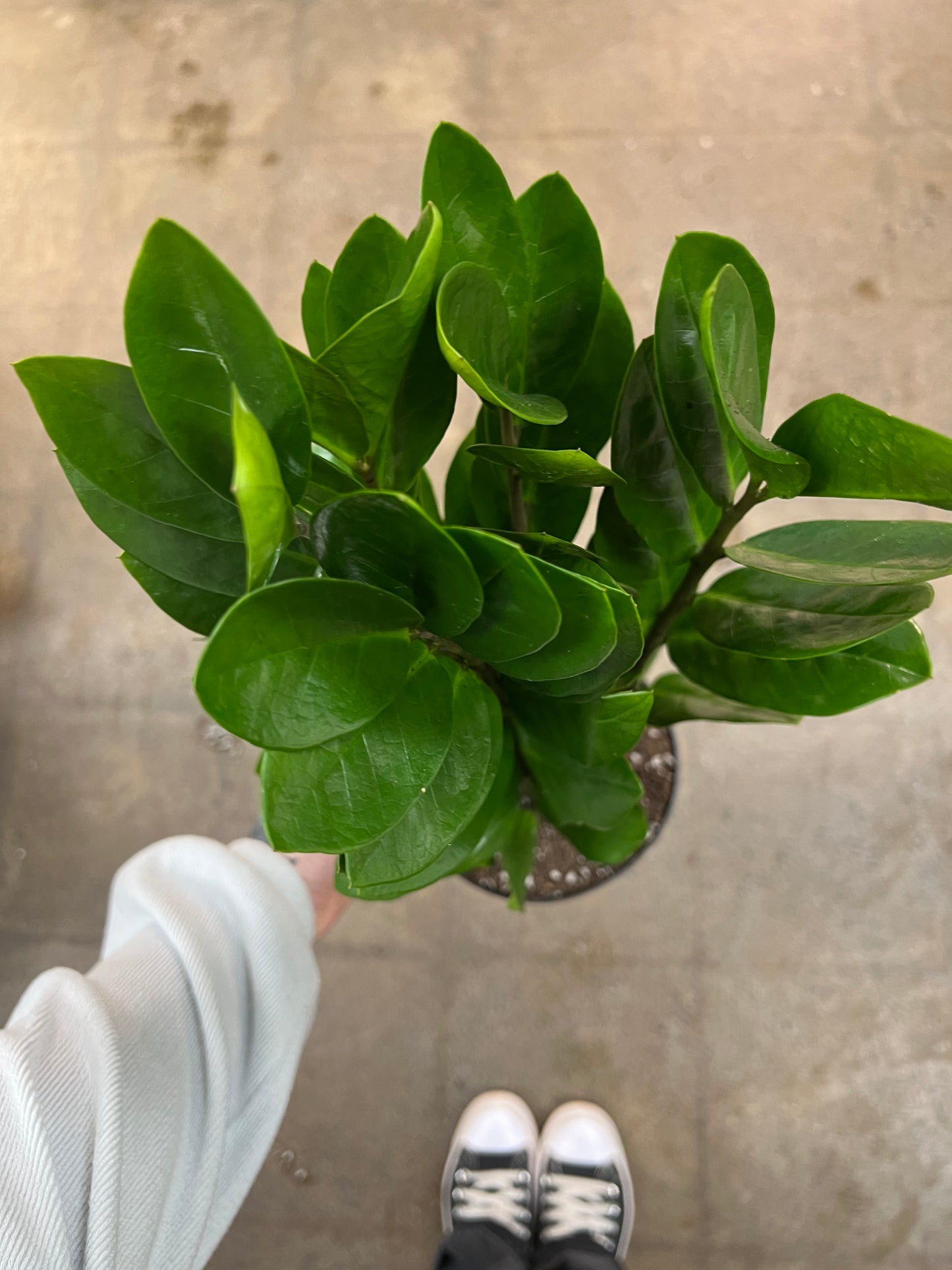 Zamioculcas Zamifolia Nova Star