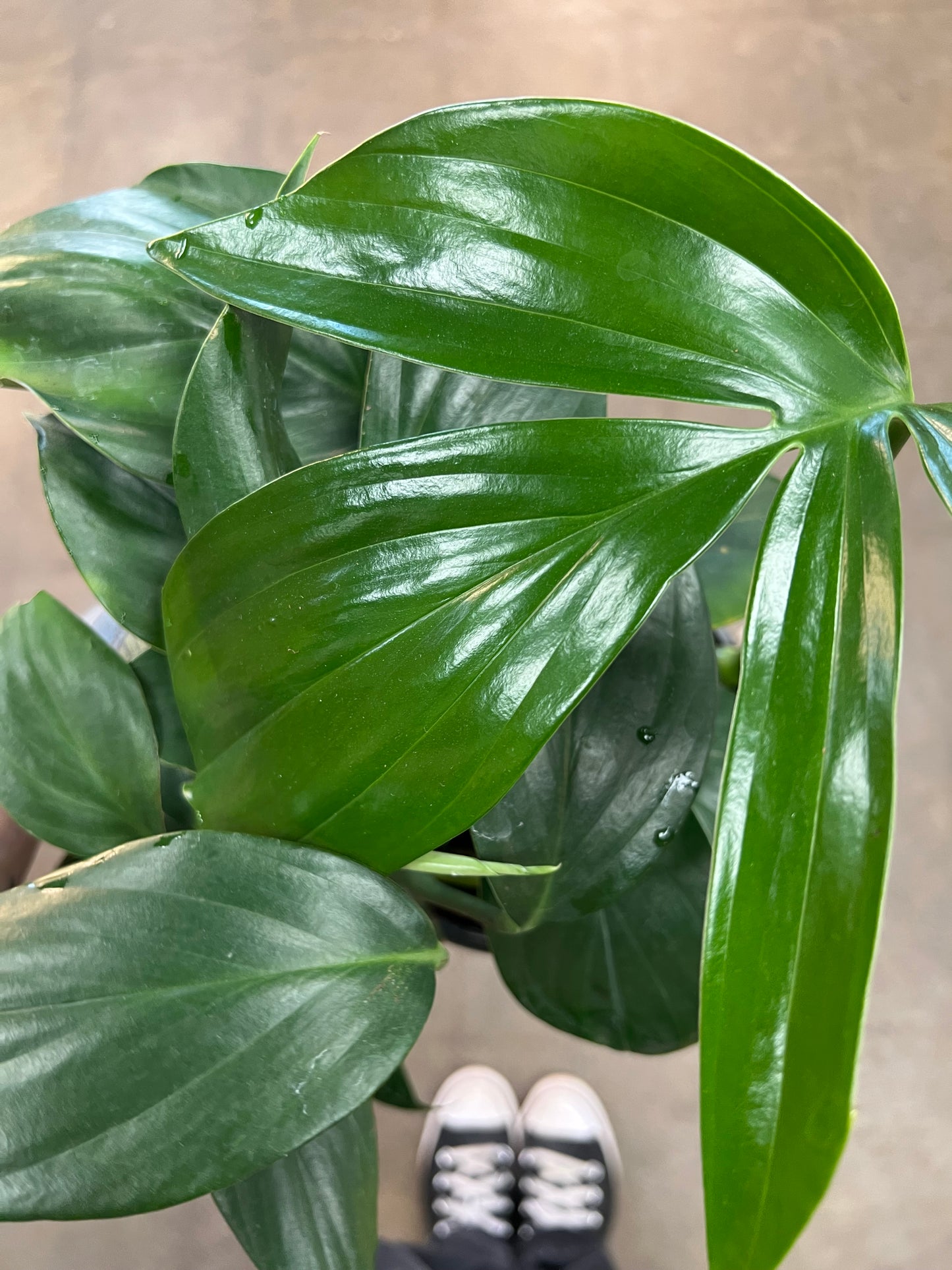 Rhaphidophora Decursiva